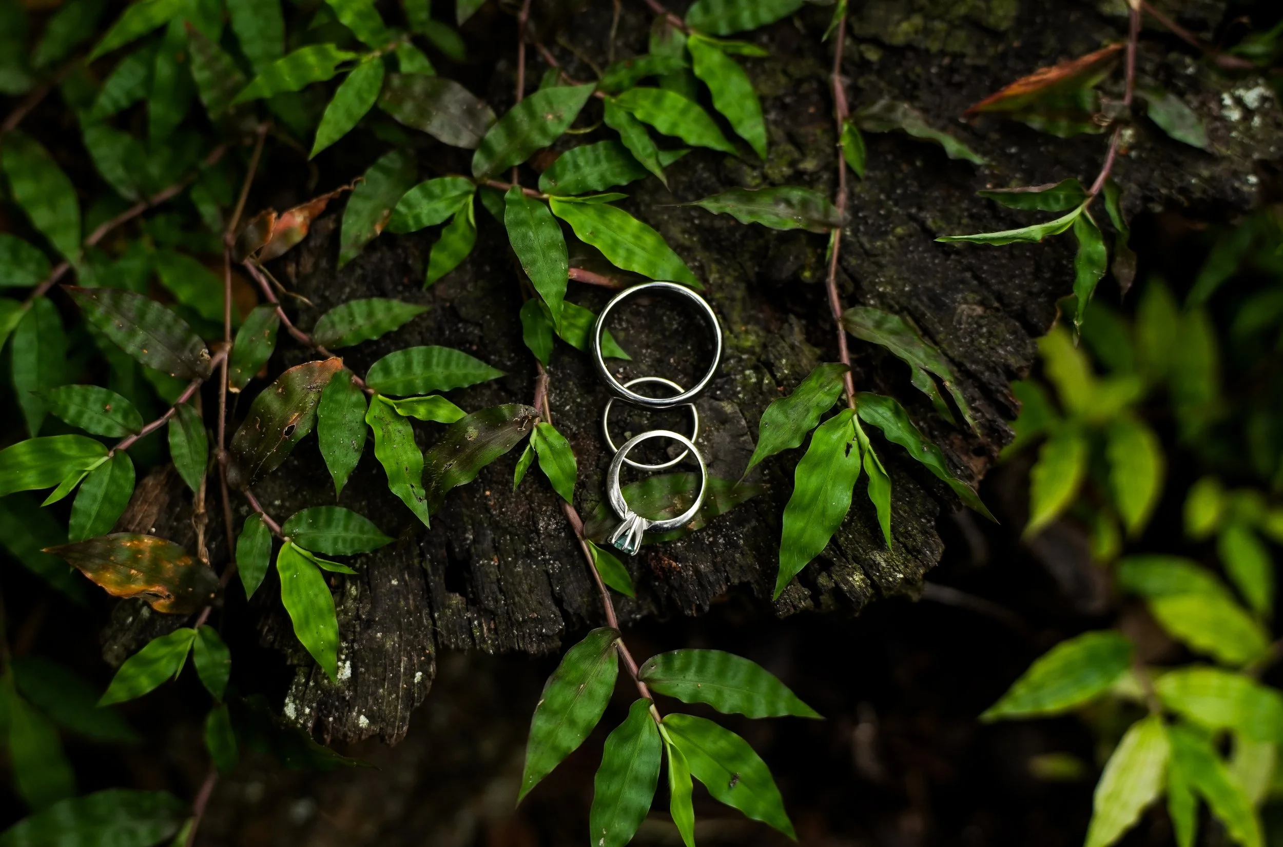 A close-up of a silver ring on a rough-textured tree bark, surrounded by green ivy leaves, in a natural outdoor setting.
