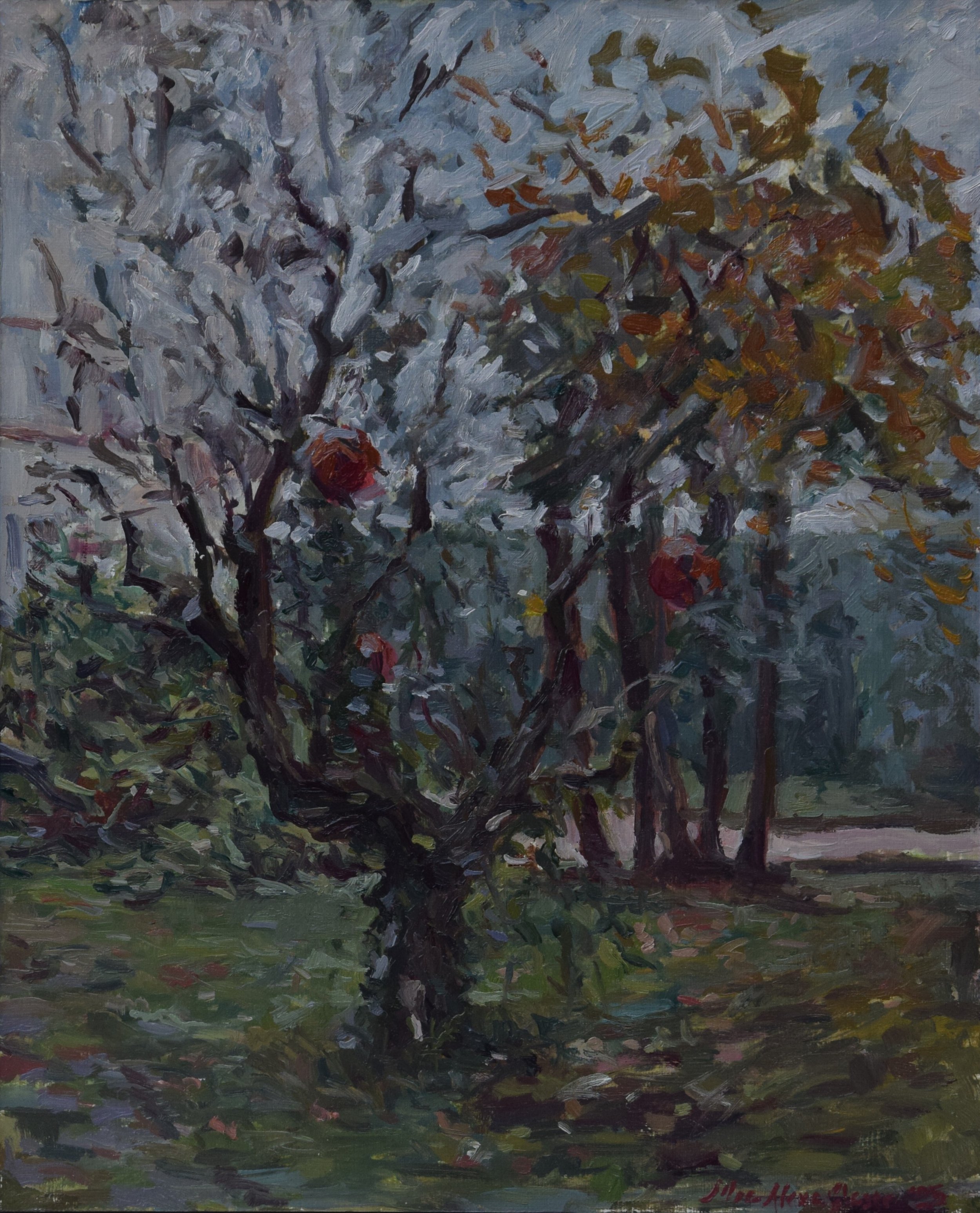 Olive Tree