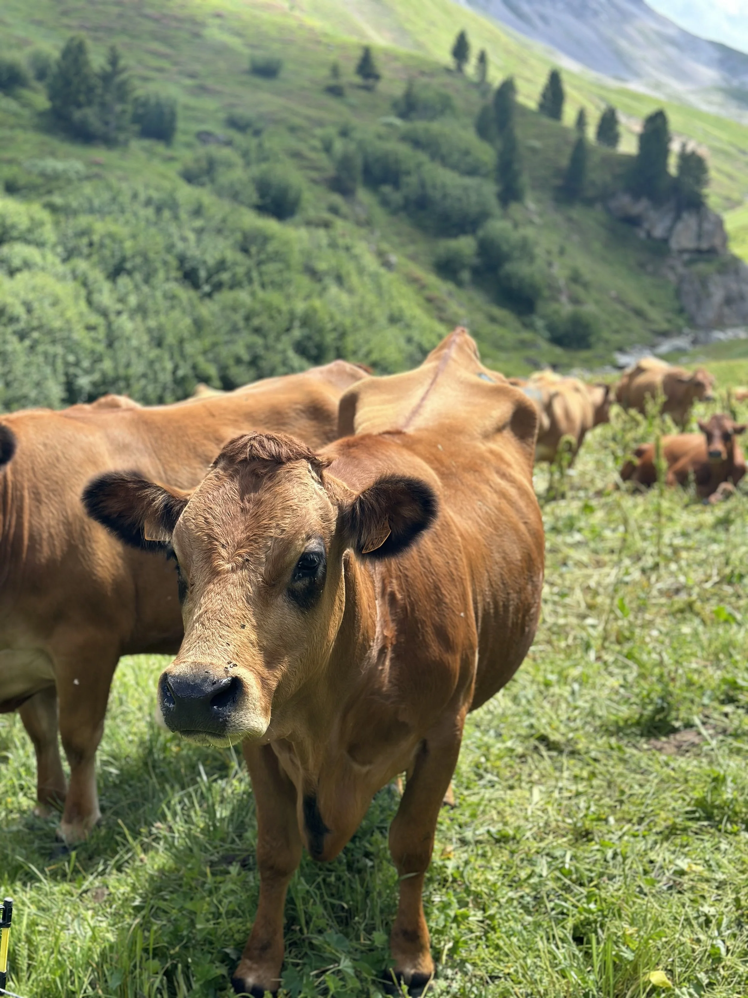 Tarine and Abondance cows.