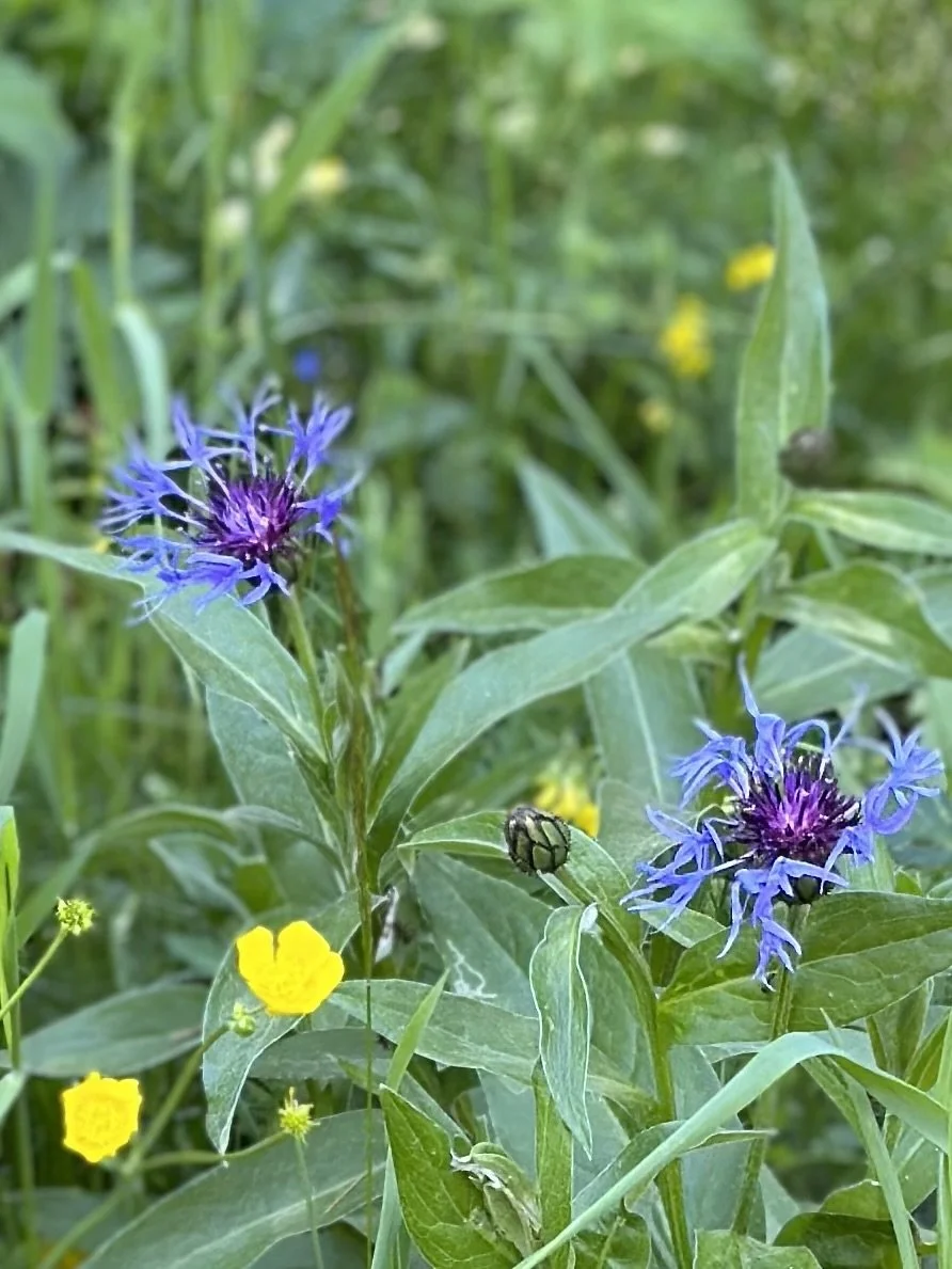 Pastures made up of flowers and grasses are part of the terrior.