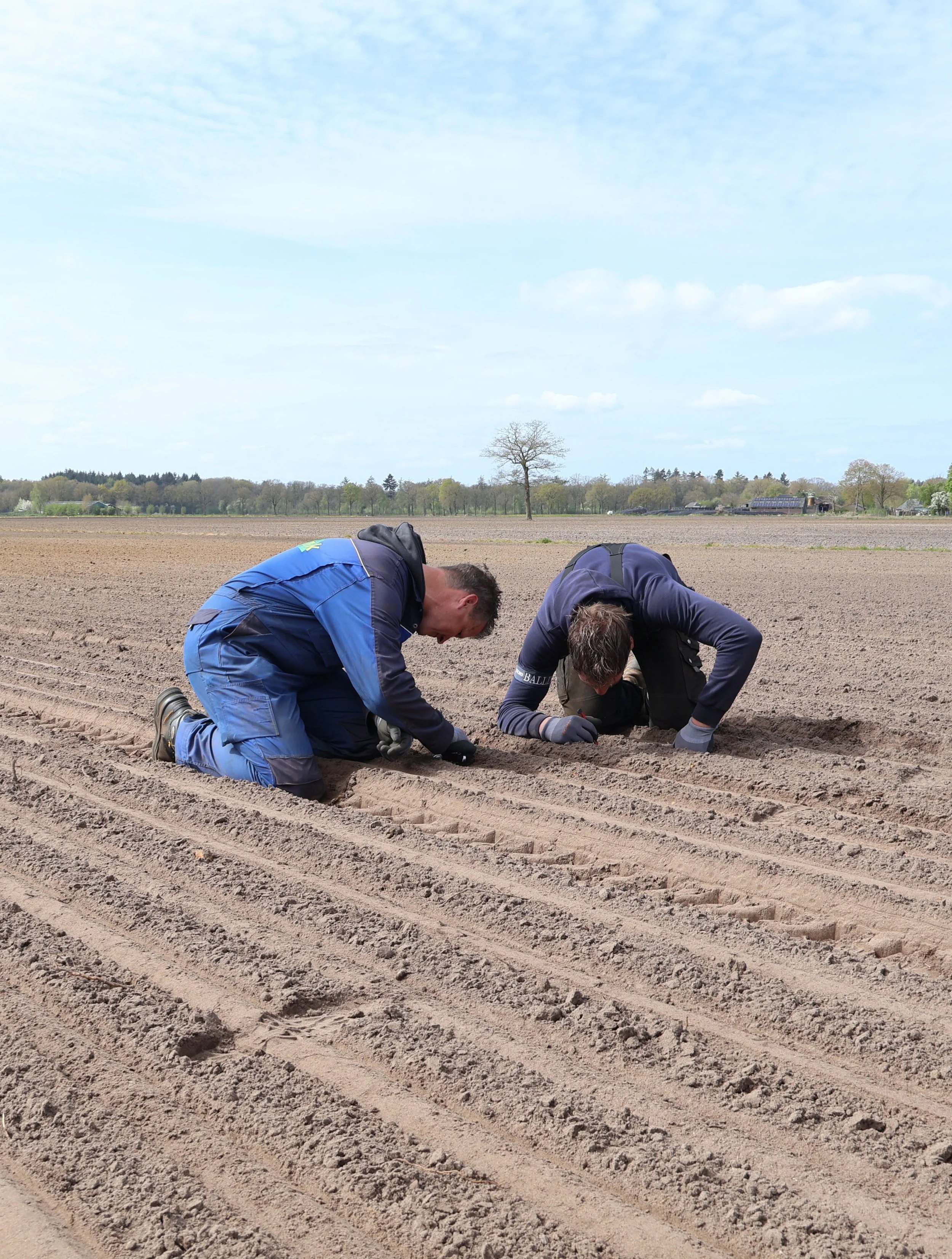 Twee Huetink Collega's checken of de zaadjes goed ver genoeg in de akker zitten. Om de beste kwaliteit zaad, lelies en bollen en zaaiuien te kweken