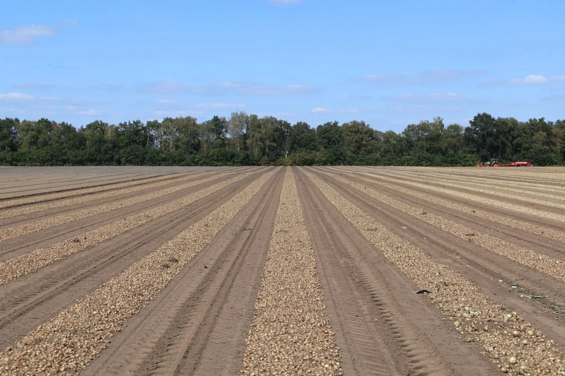 Een landbouwveld met geteelde rijen van planten en een tractor op de achtergrond, er is een bos in de verte onder een blauwe hemel.