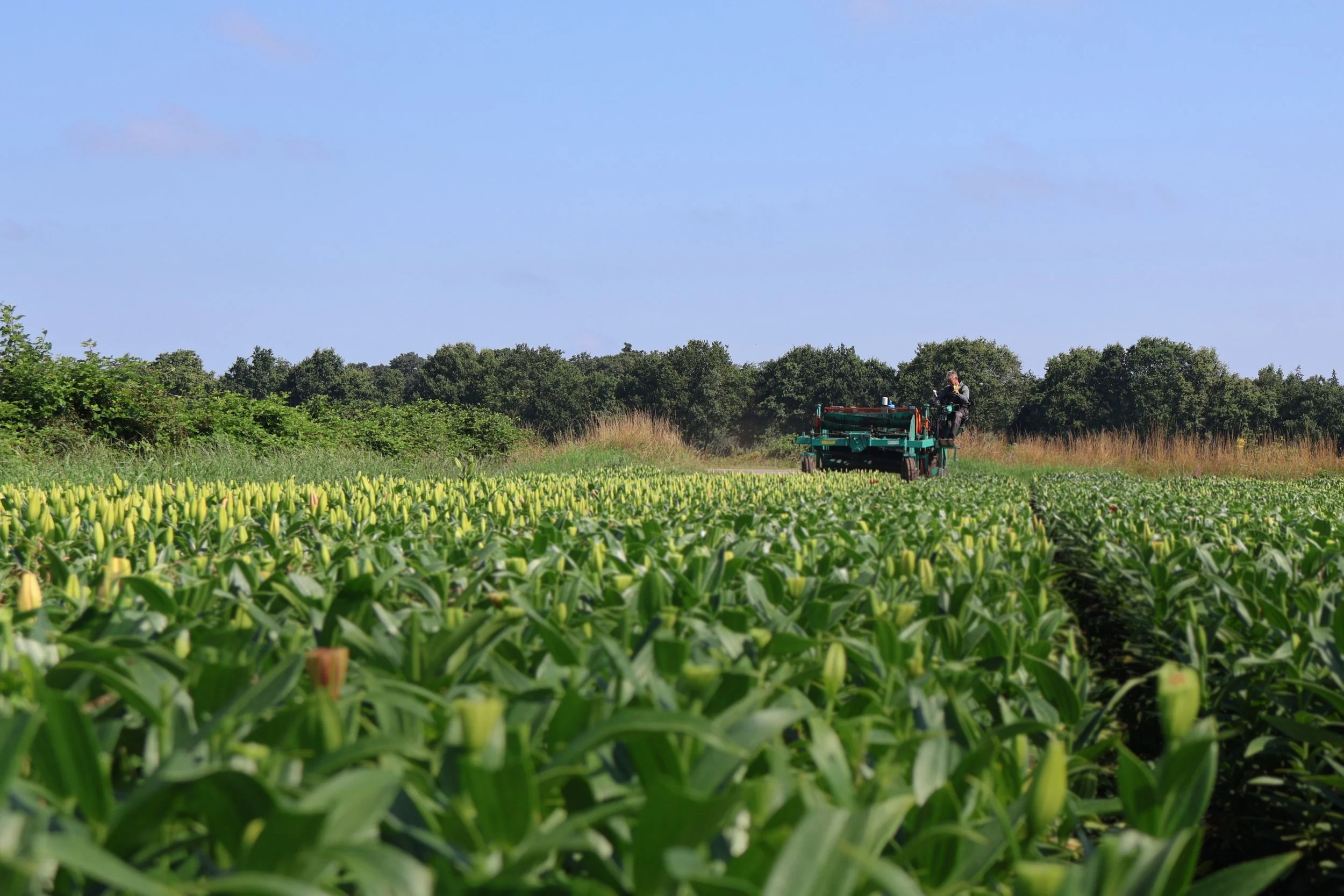 Landbouwgebied met een tractor en een boer onder een heldere blauwe hemel.
