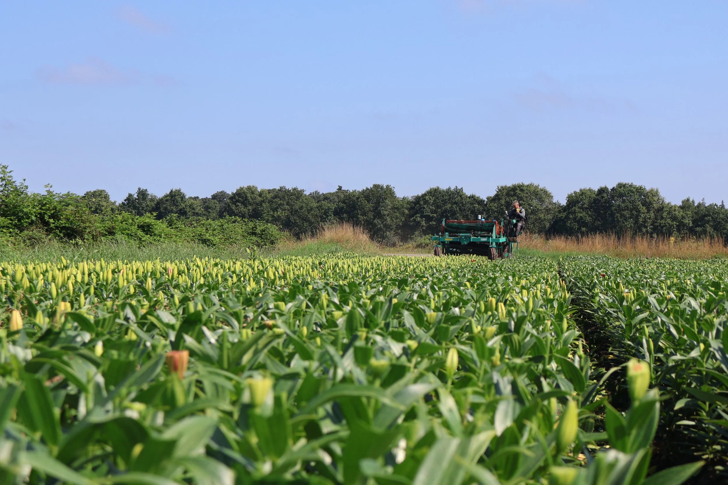 Landbouwmachine die gewassen in een veld plukt onder een blauwe hemel met bomen op de achtergrond.