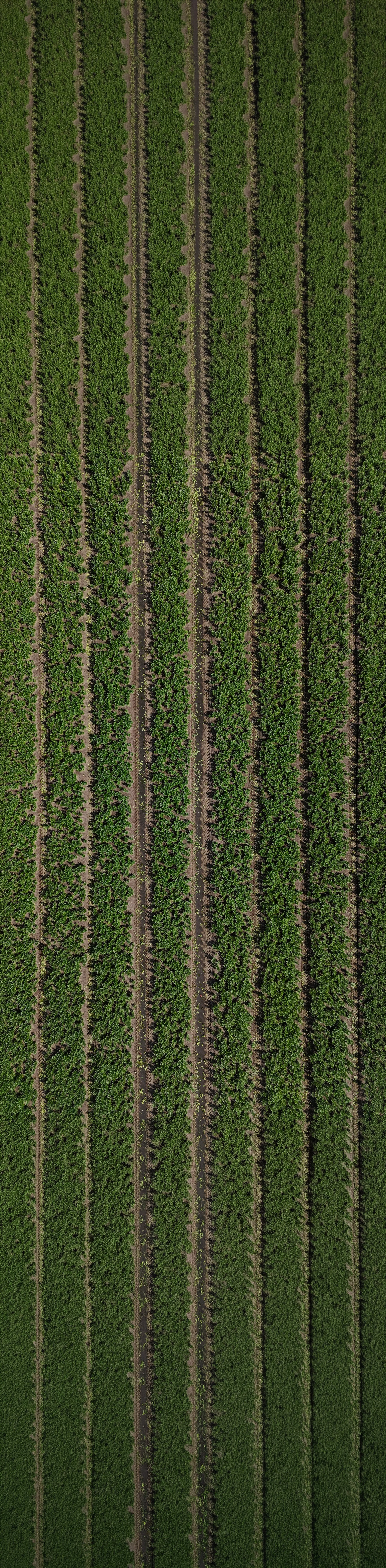 Topview van luchtfoto van gestreepte groene gewassen op landbouwgrond met smalle paden erdoor van Huetink