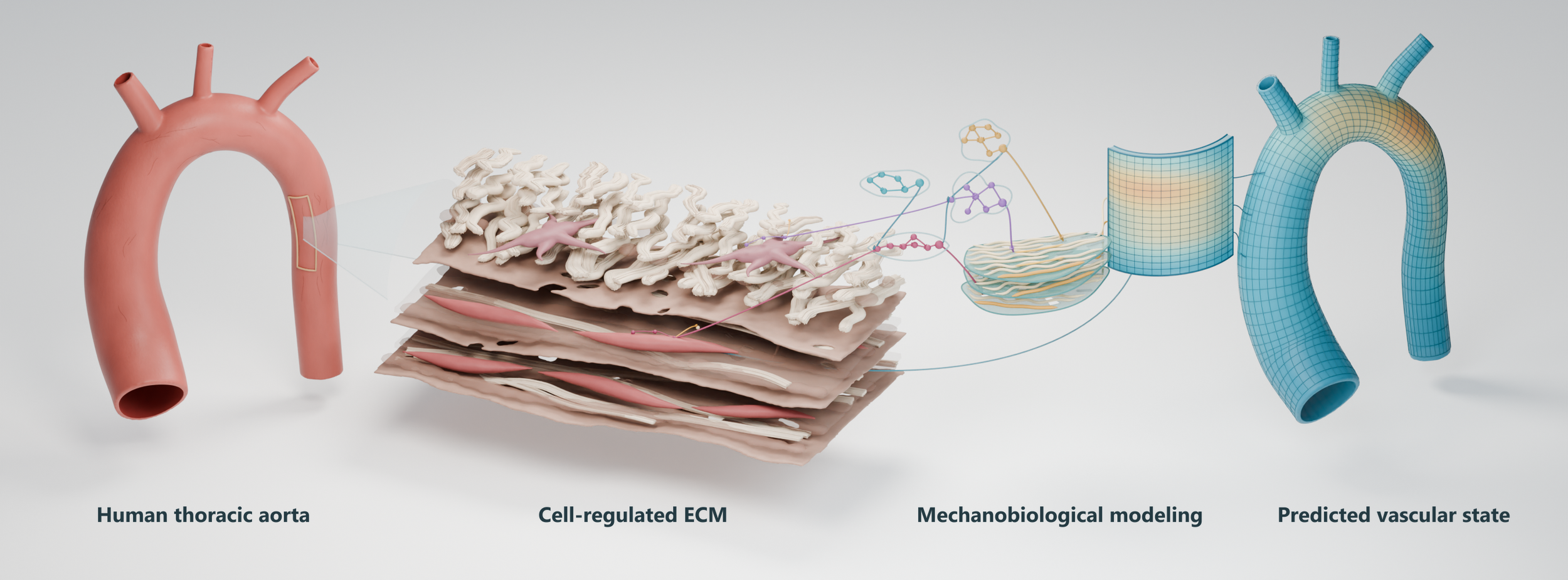 Overview of cell-regulated extracellular matrix remodeling, mechanobiological modeling, and predicted vascular state, from aortic tissue architecture to the whole vessel.