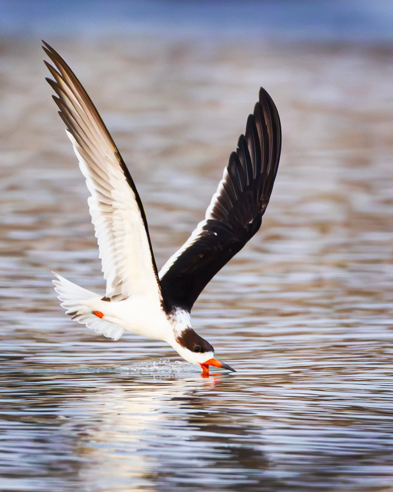 _U4A0637-1  Skimmer.jpg