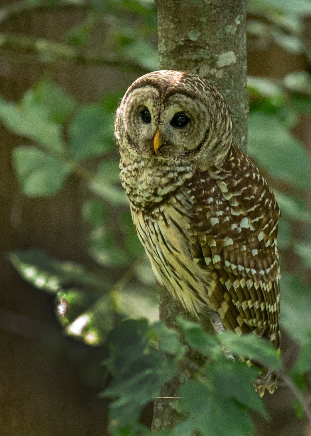 Owl jpeg.jpg