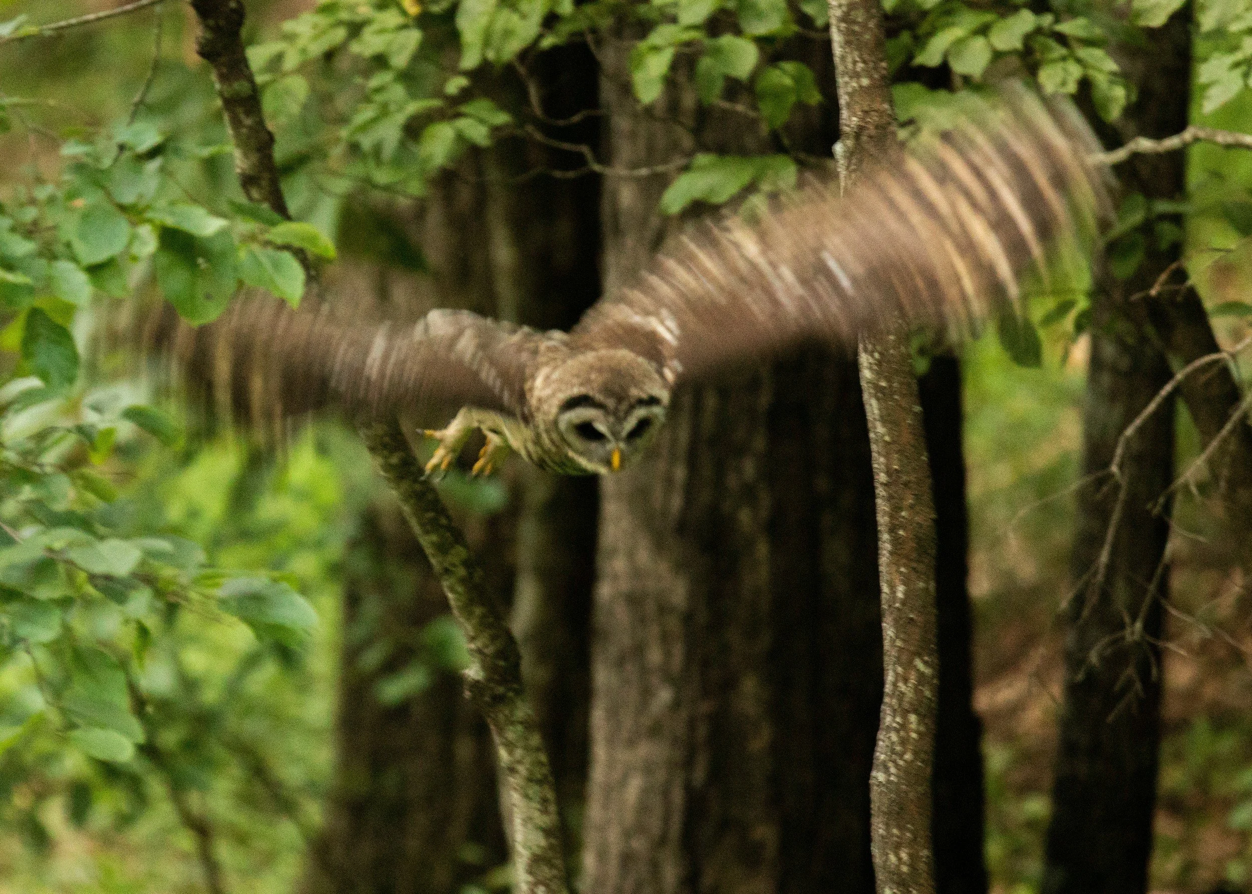 Owl in Flight.jpg