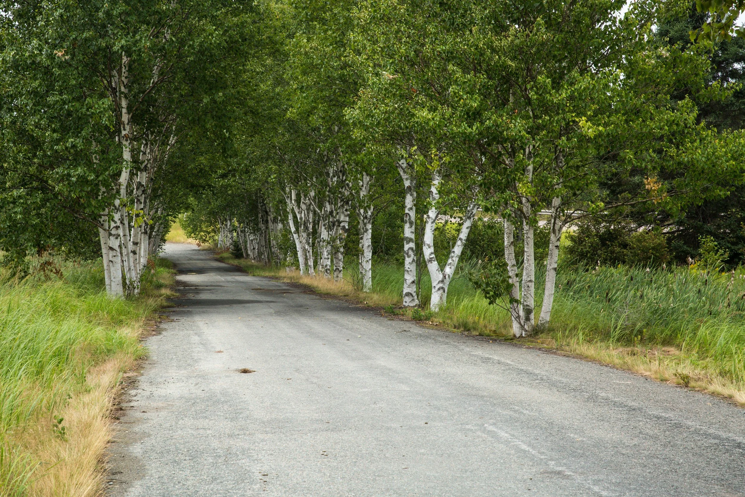 KL3A5394.jpg