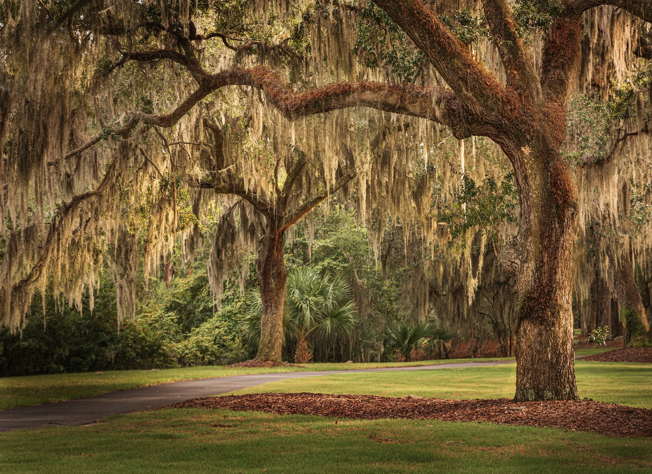 Montage-Single-Tree-Spanish-Moss.jpg