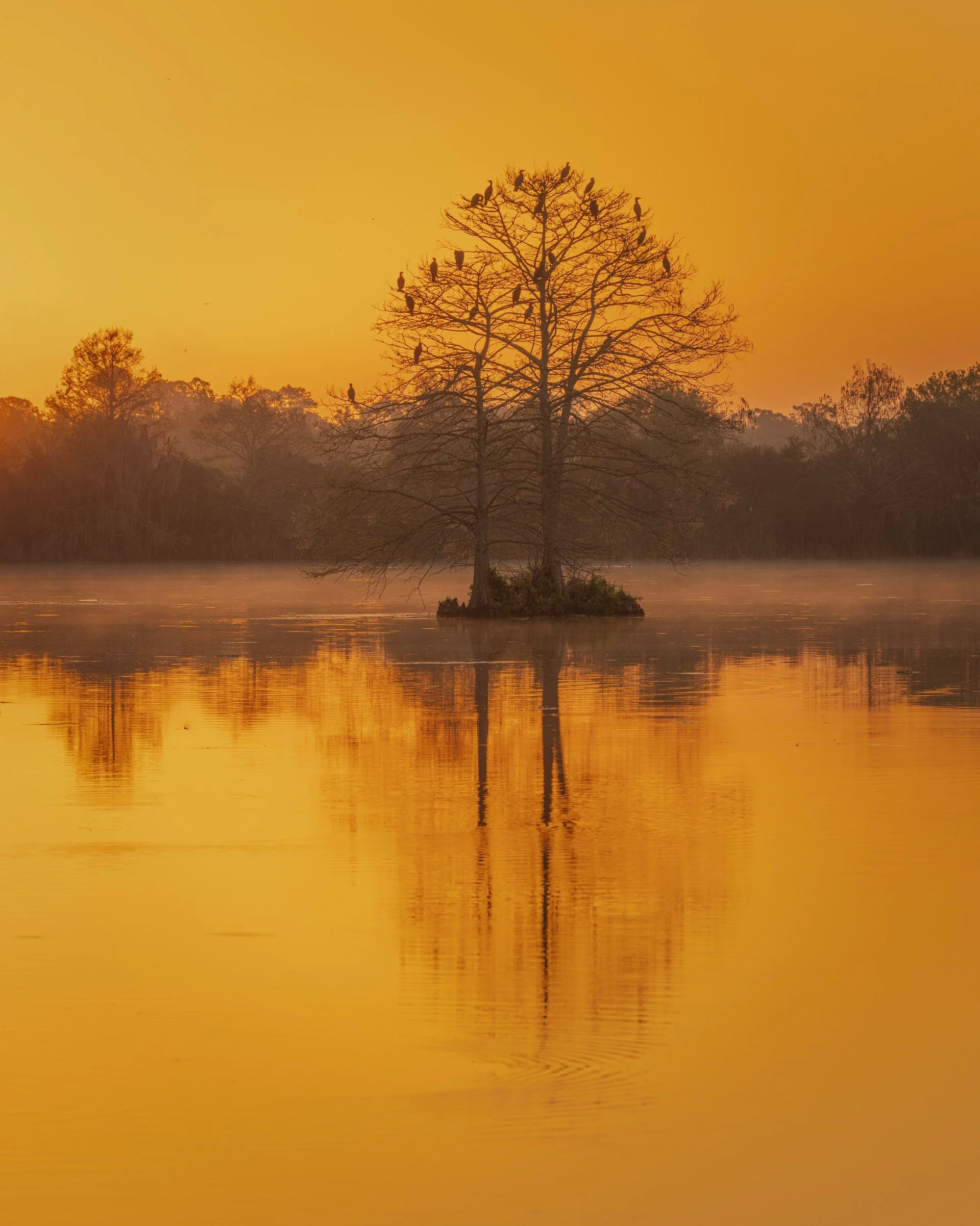 _U4A8517-1 Sunrise Orlando Wetlands.jpg