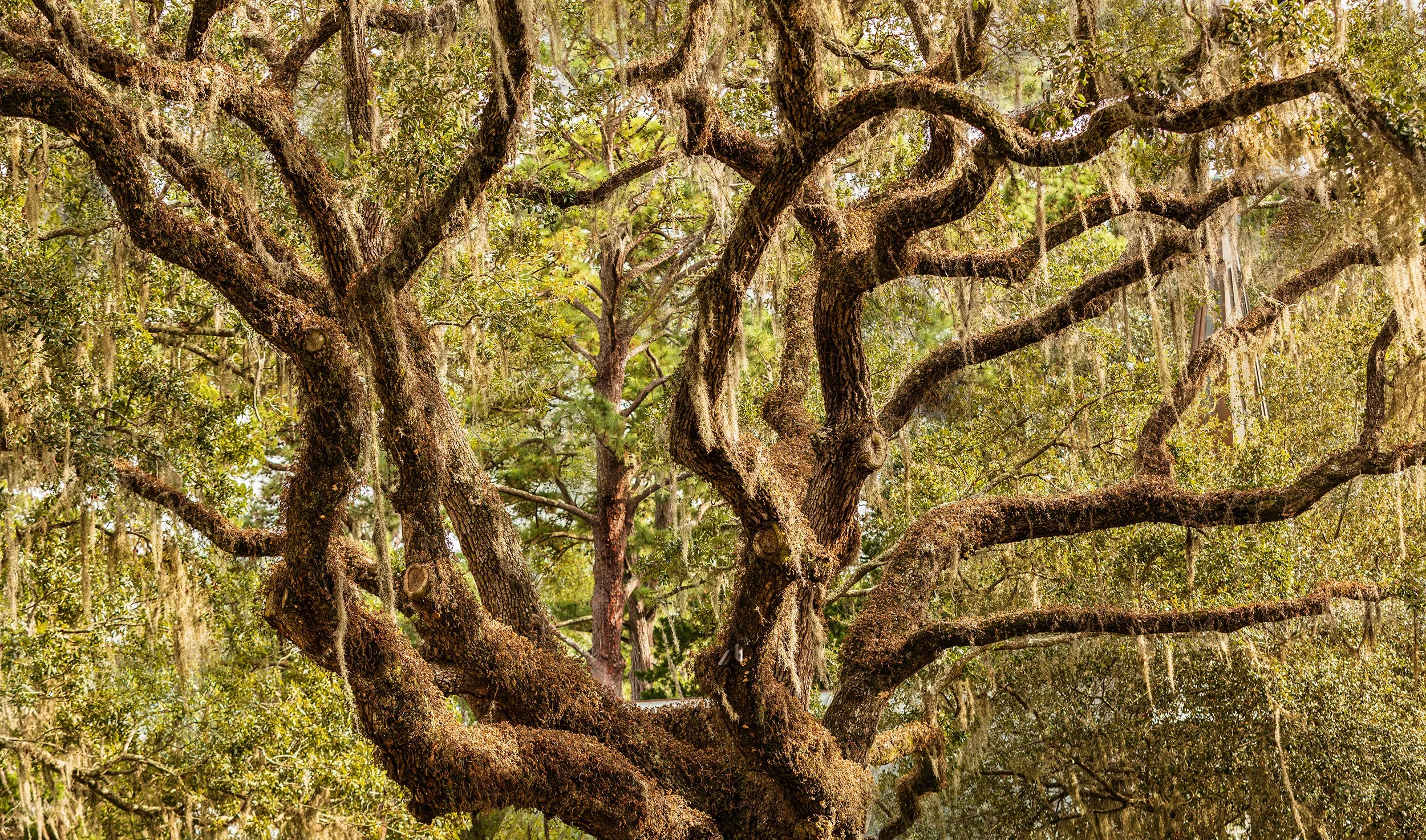 Montage-Tree-Top.jpg