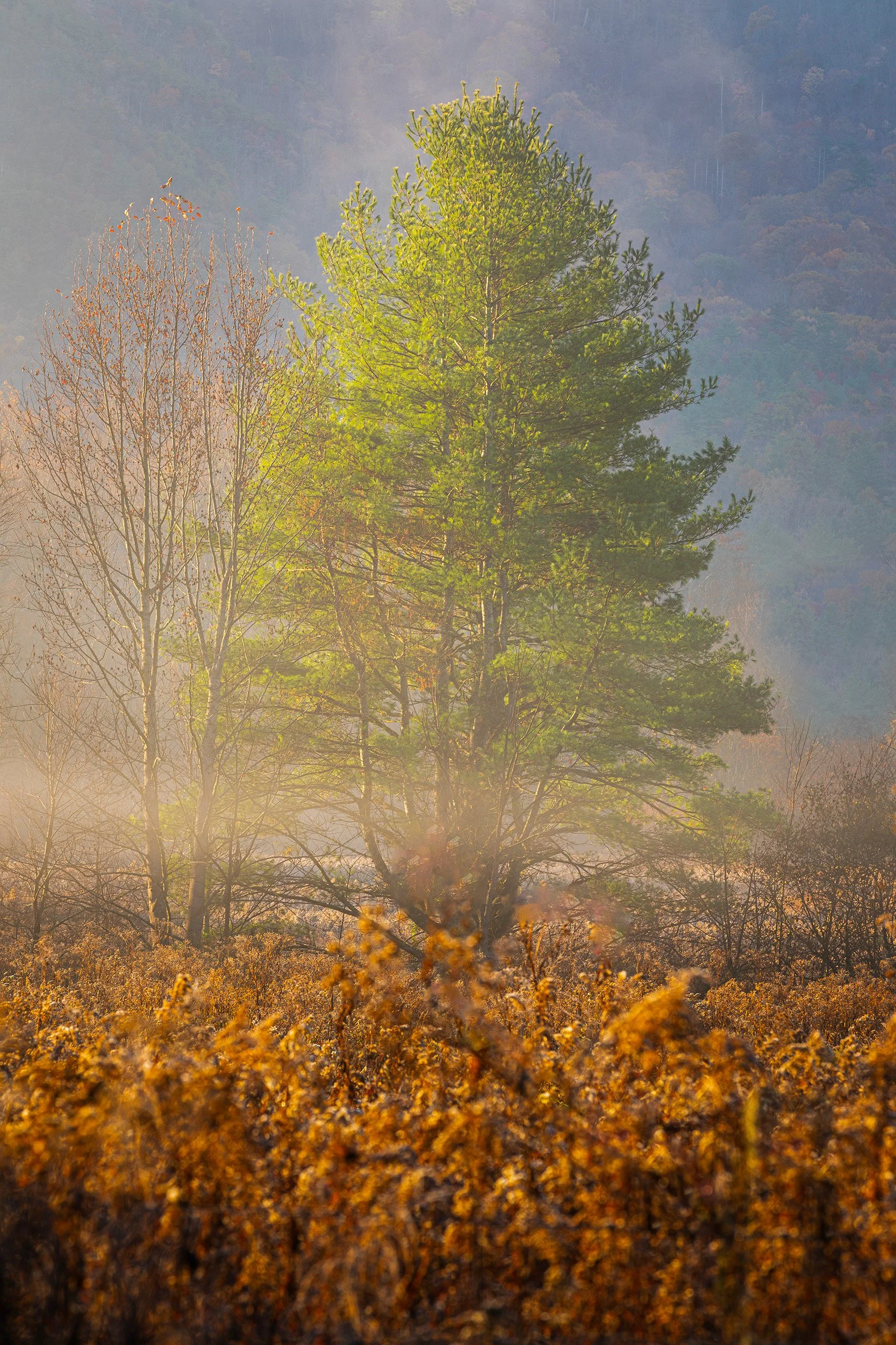 Smoky-Mountains-Foggy-Tree.jpg