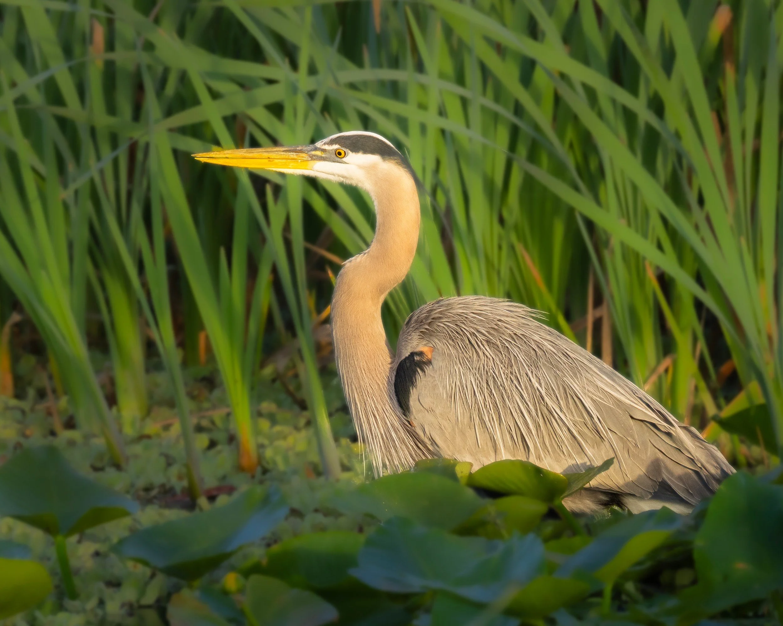 Merritt Island