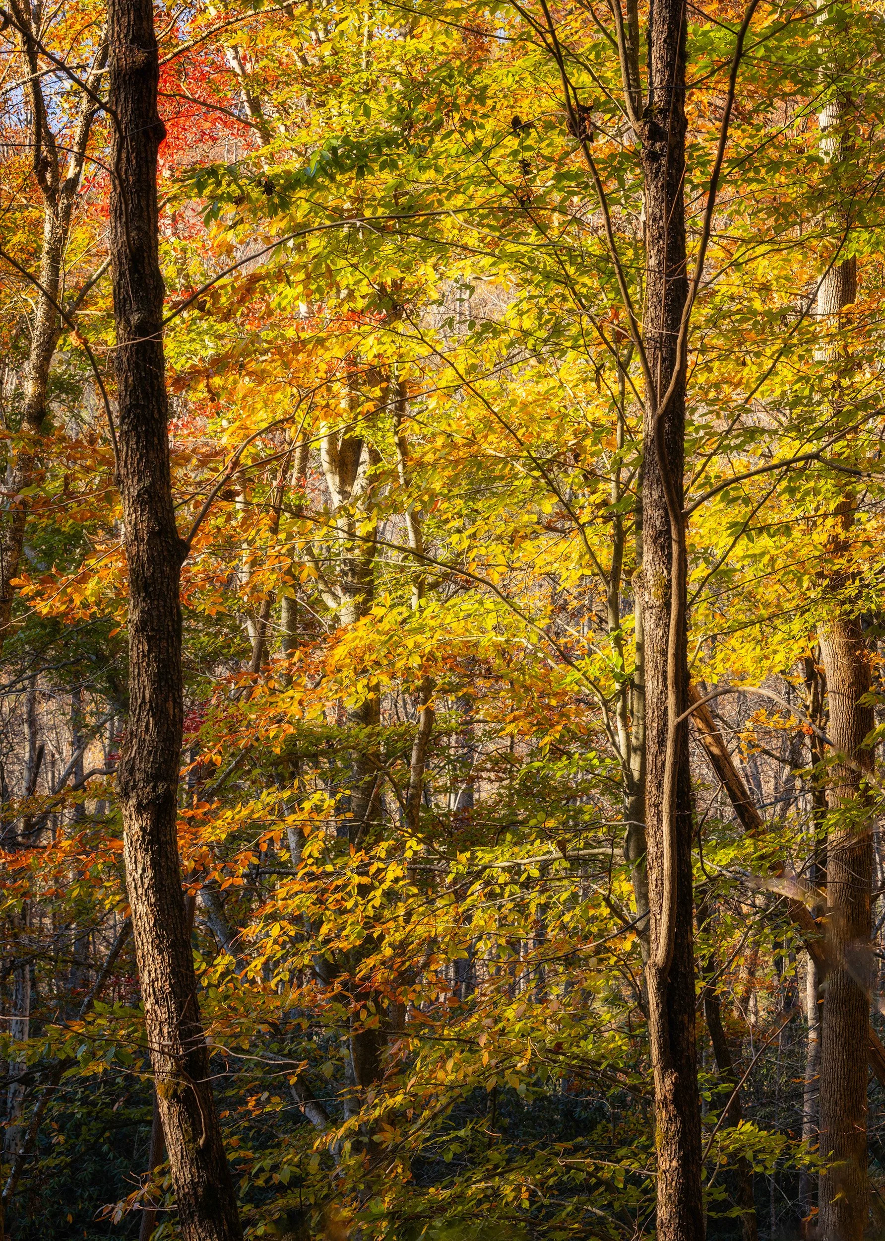 Smoky-Mountains-Colorful-Trees.jpg