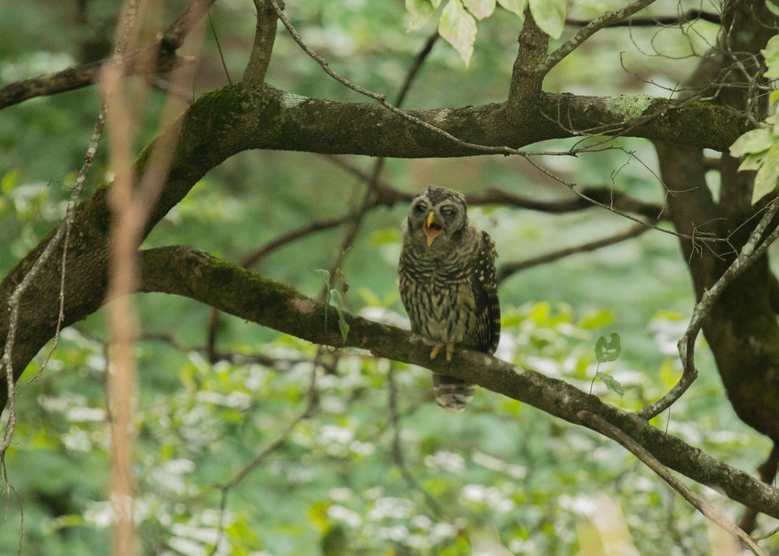 BC Owl