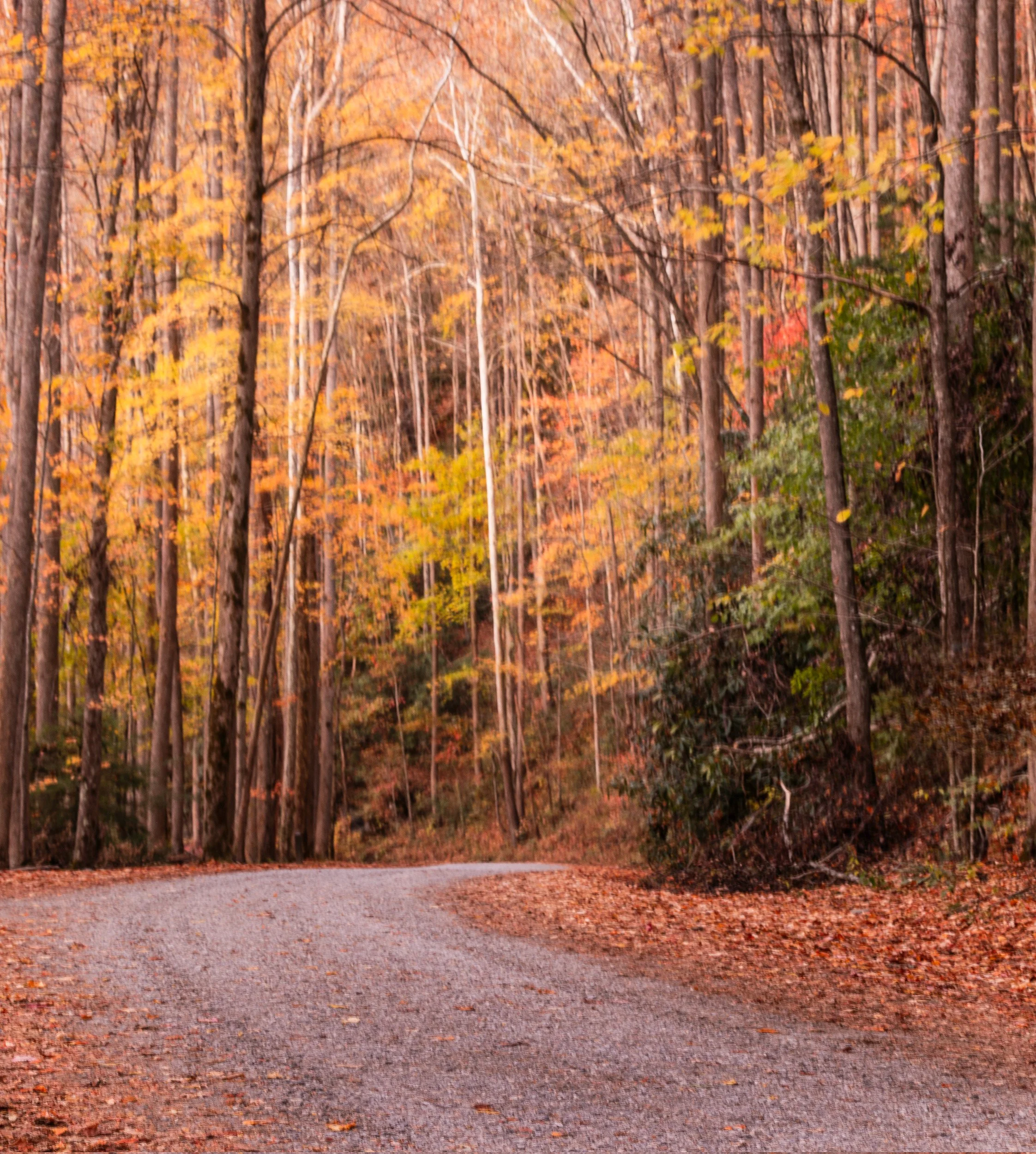 Smoky-Mountains-Colorful-Trees-Curved-Road.jpg