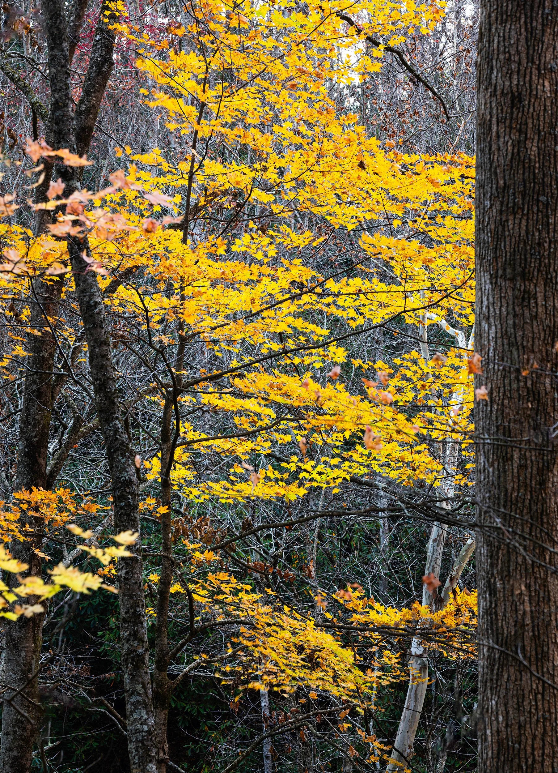 Smoky-Mountains-Golden-Trees.jpg
