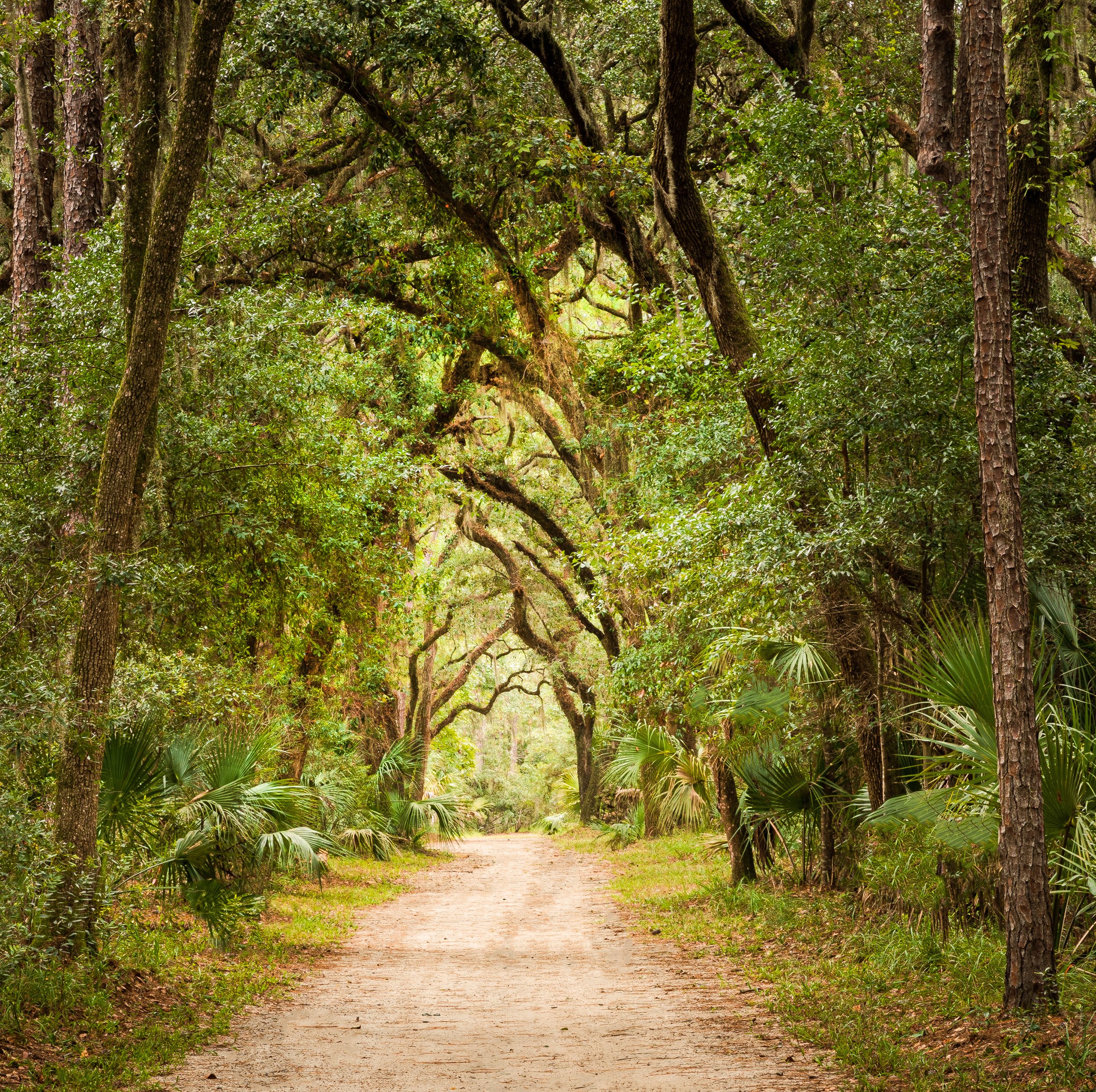 Montage-Tree-Tunnel.jpg