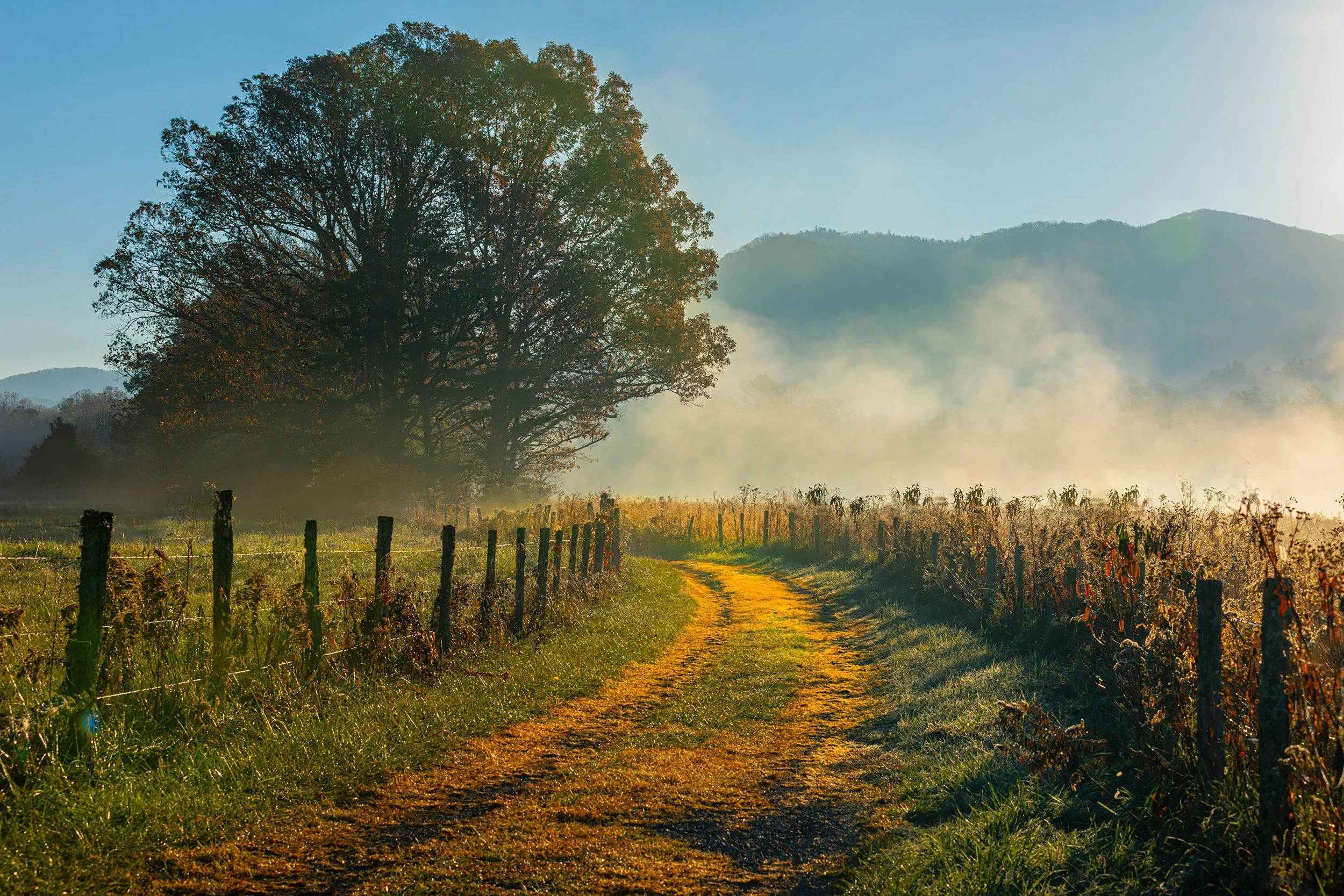 Smoky-Mountains-Tree-Curved-Road.jpg