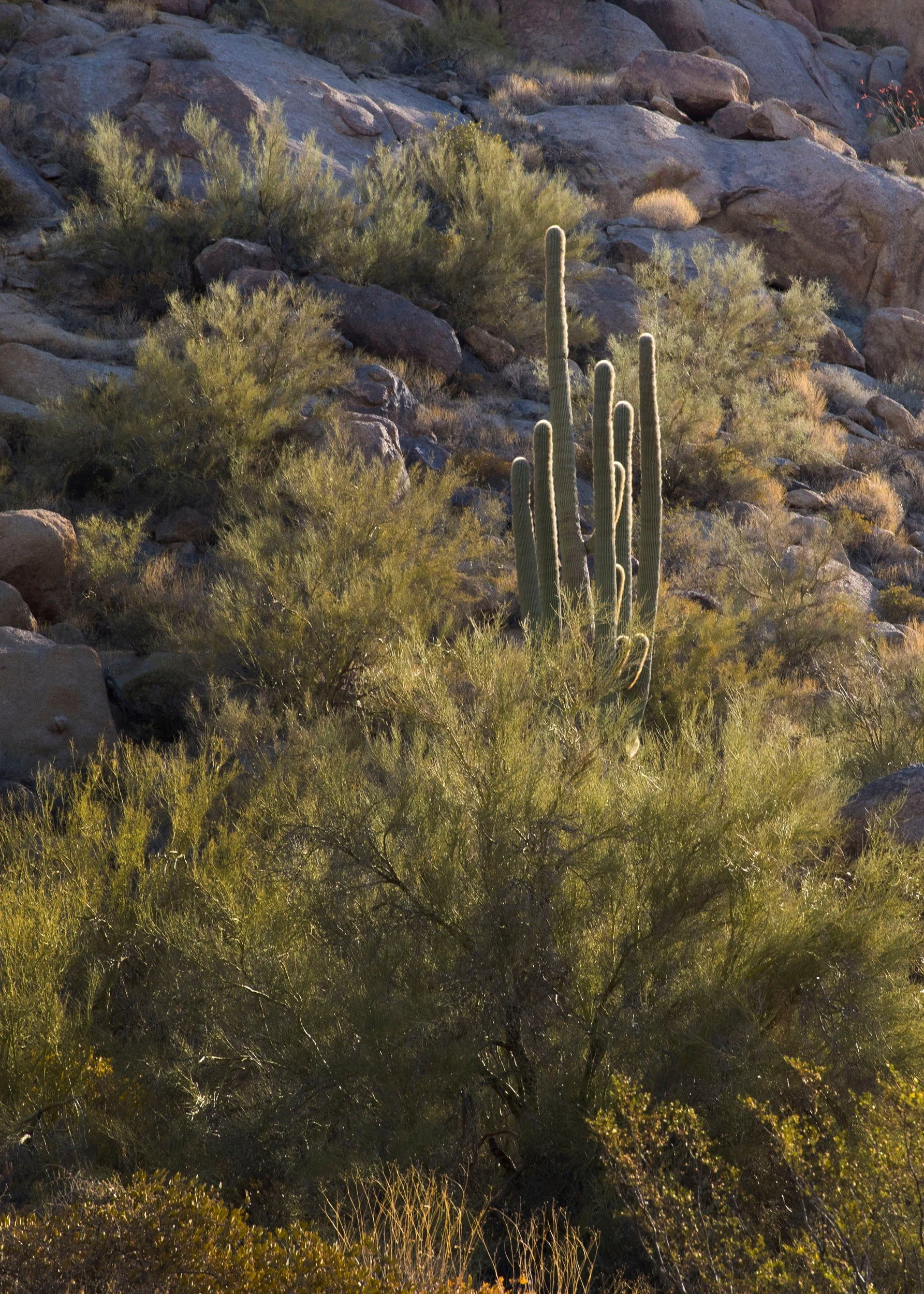 Catus Behind Room 2.jpg