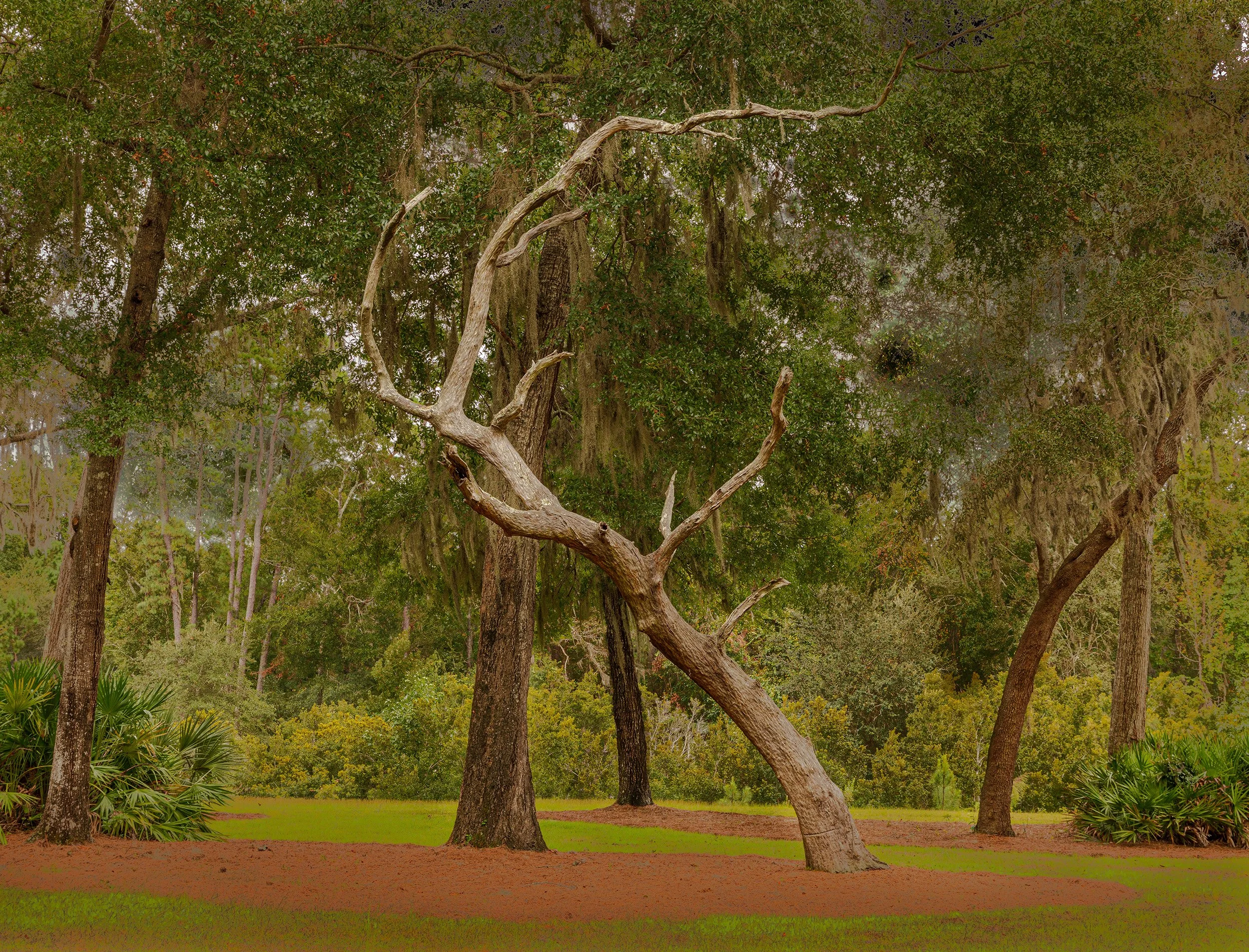 Montage-Dead-Tree.jpg
