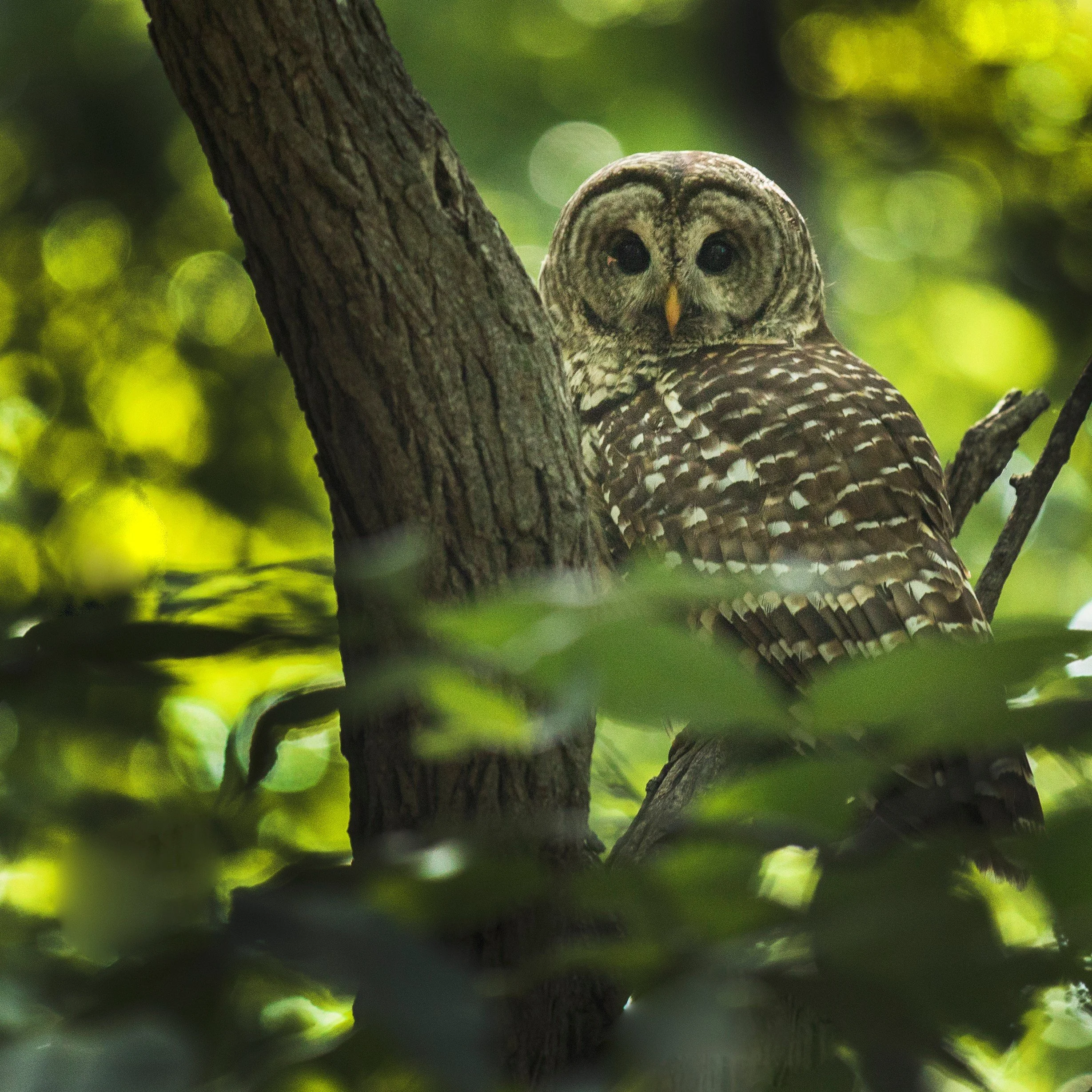 Owl 4.jpg