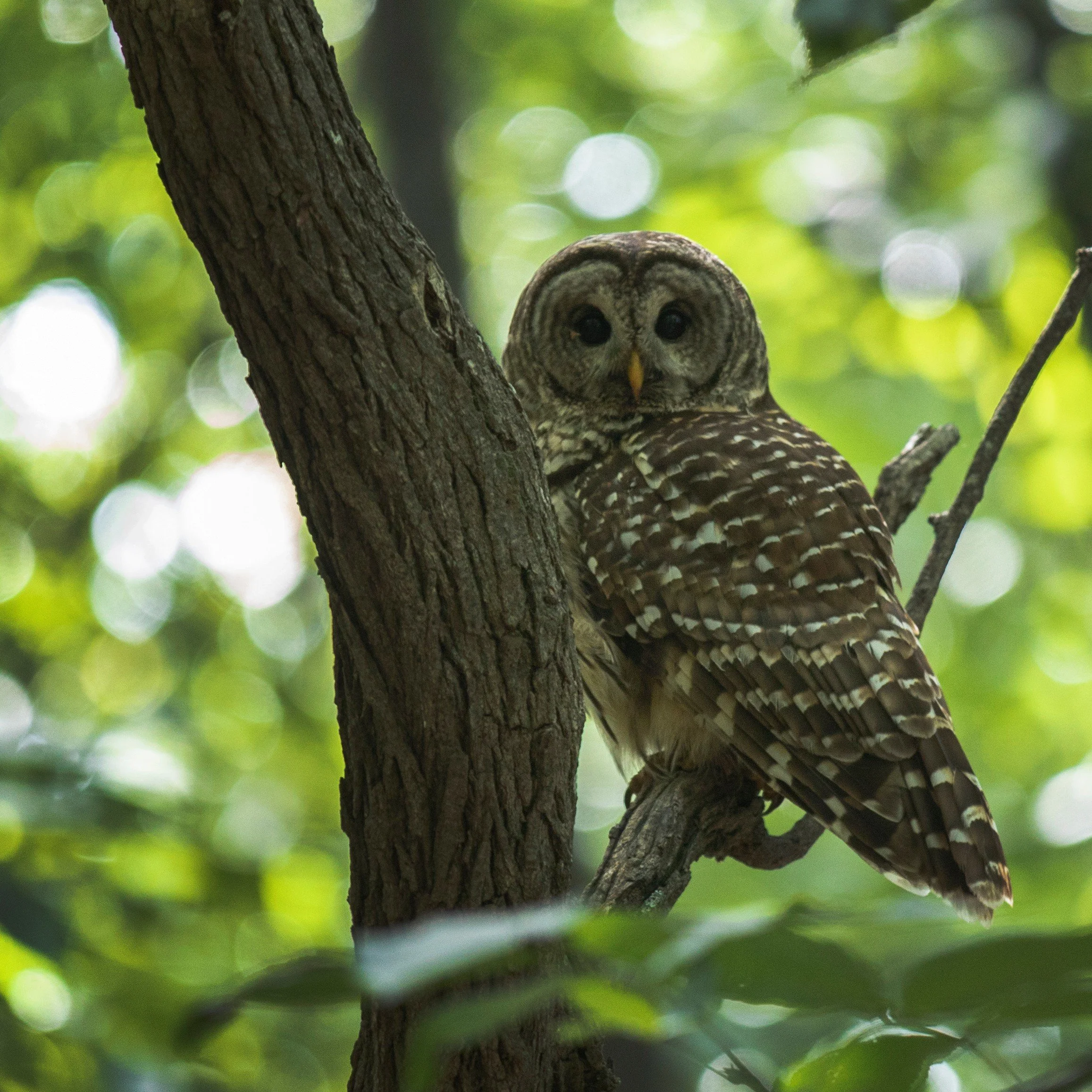 Owl 3.jpg