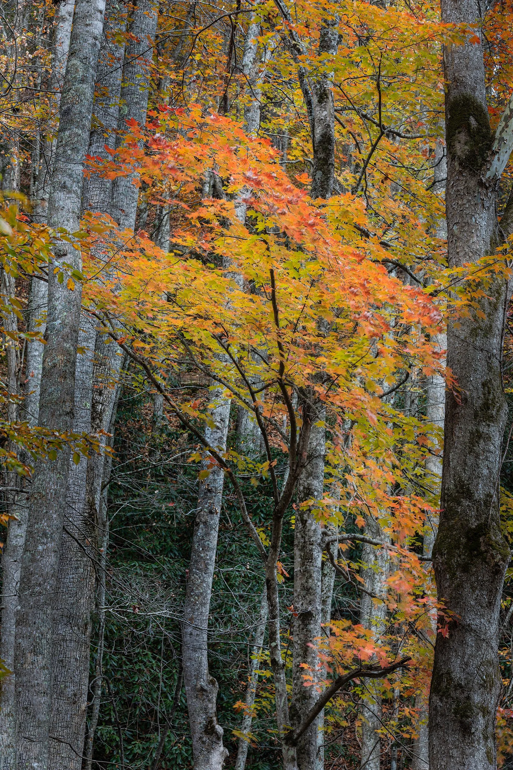 Smoky-Mountains-Red-Gold-Trees.jpg