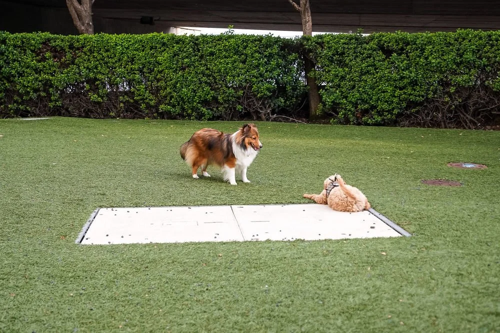 A dog standing and a small dog lying on the grass near a concrete access cover in a backyard with green hedges and a shaded area overhead.