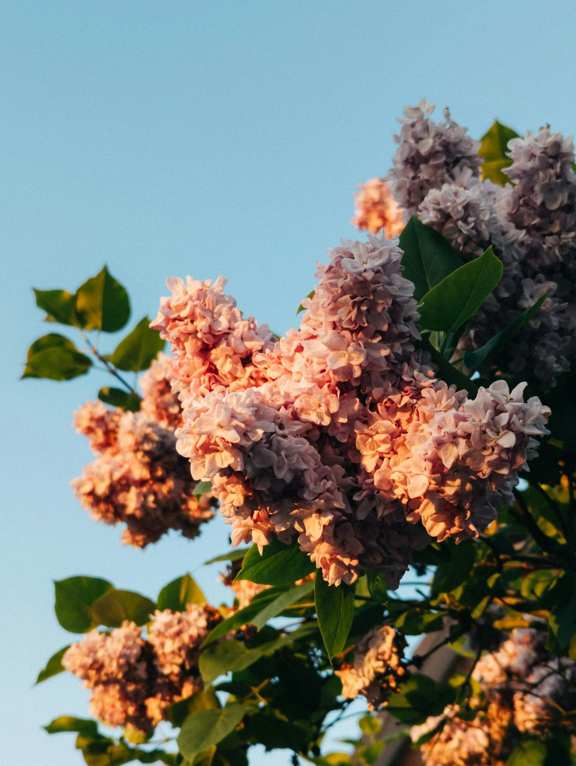 Blooming lilac flowers in sunlight against a clear blue sky.