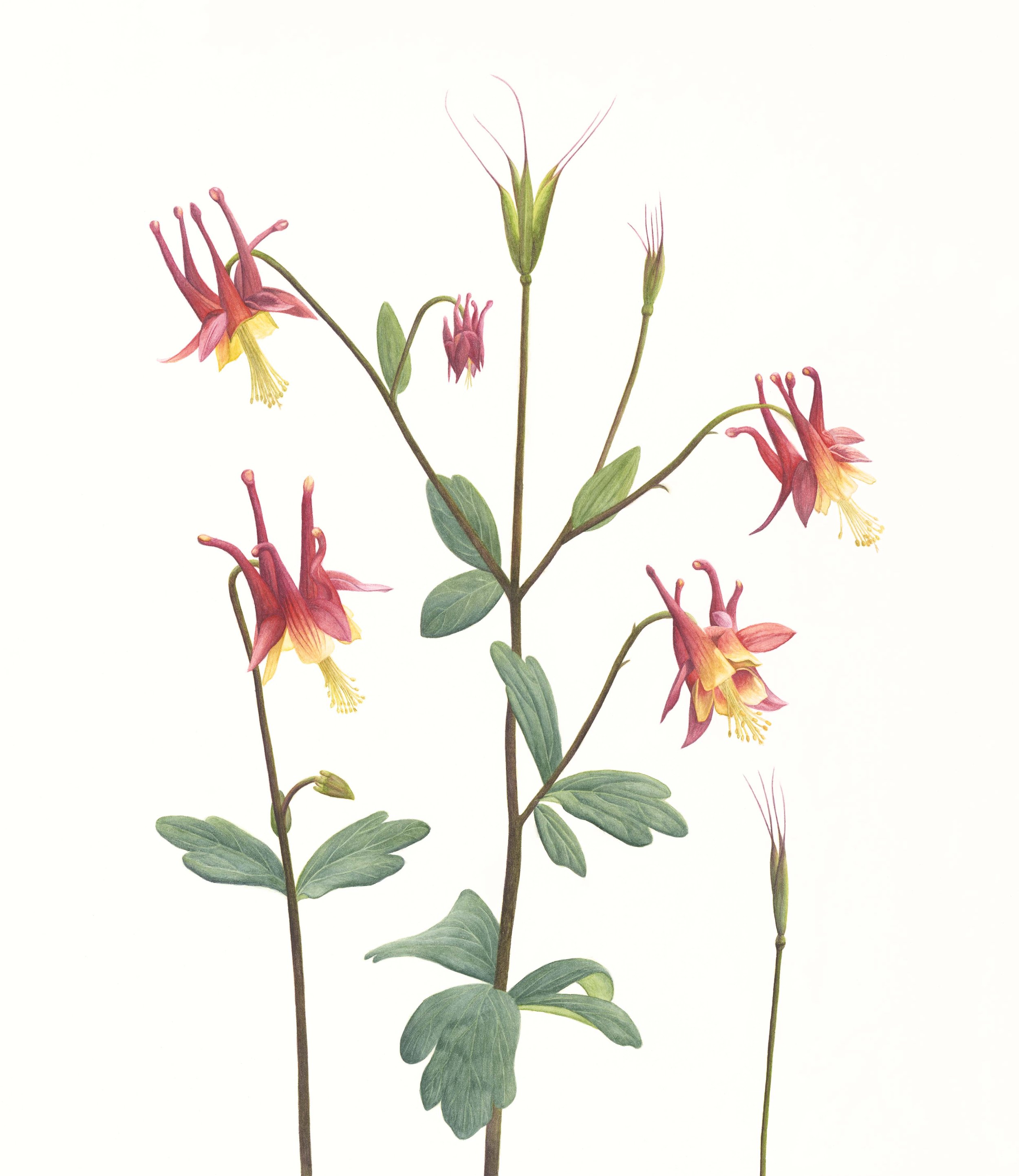 Aquilegia canadensis - 15" x 13" - Sold