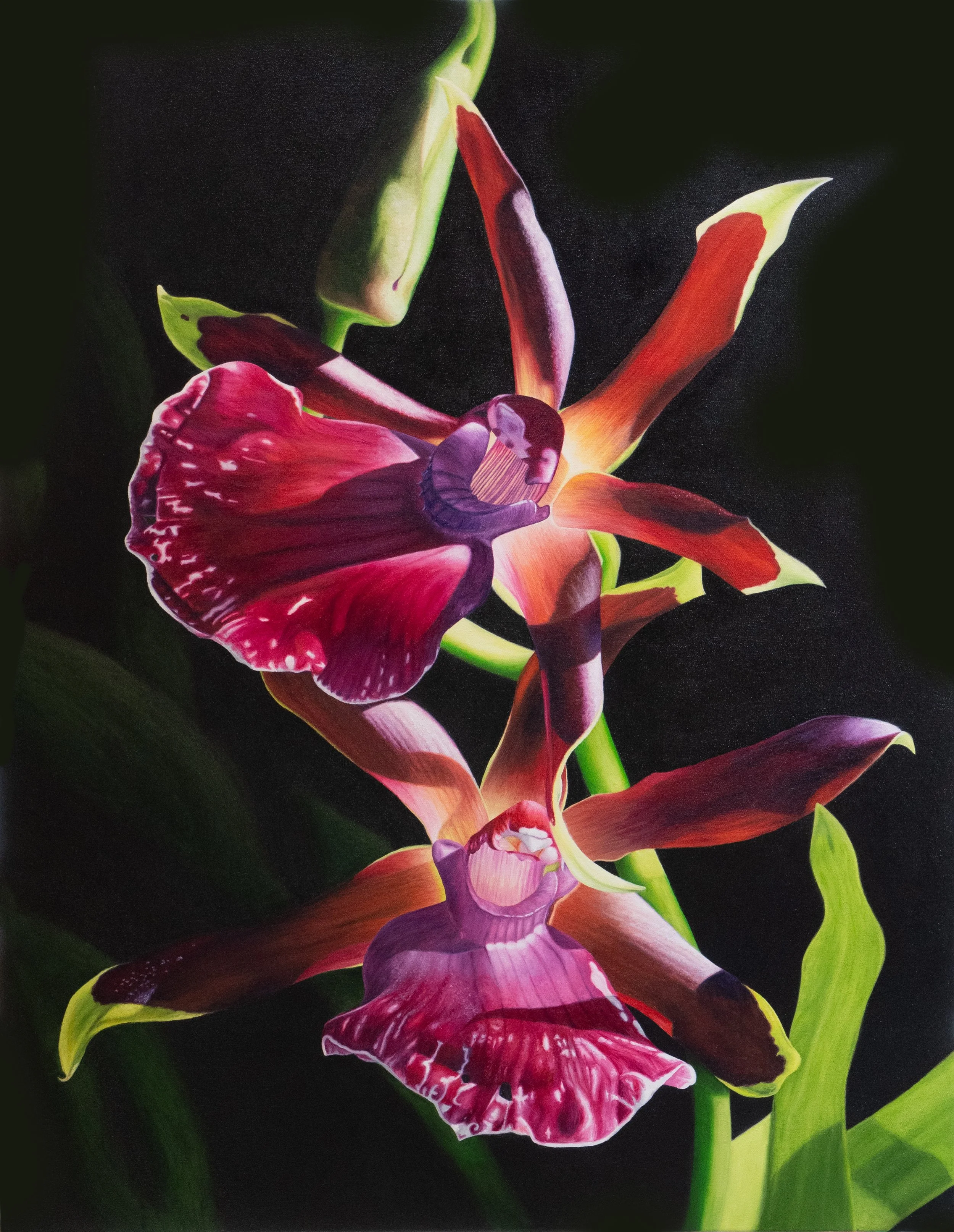 Close-up of colorful red, purple, orange, and green zygopetalum orchids against a black background painted by Bert Liverance