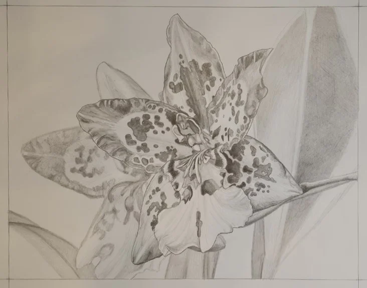 Detailed pencil drawing of an Oncidium orchid with overlapping petals and leaves designed by Bert Liverance