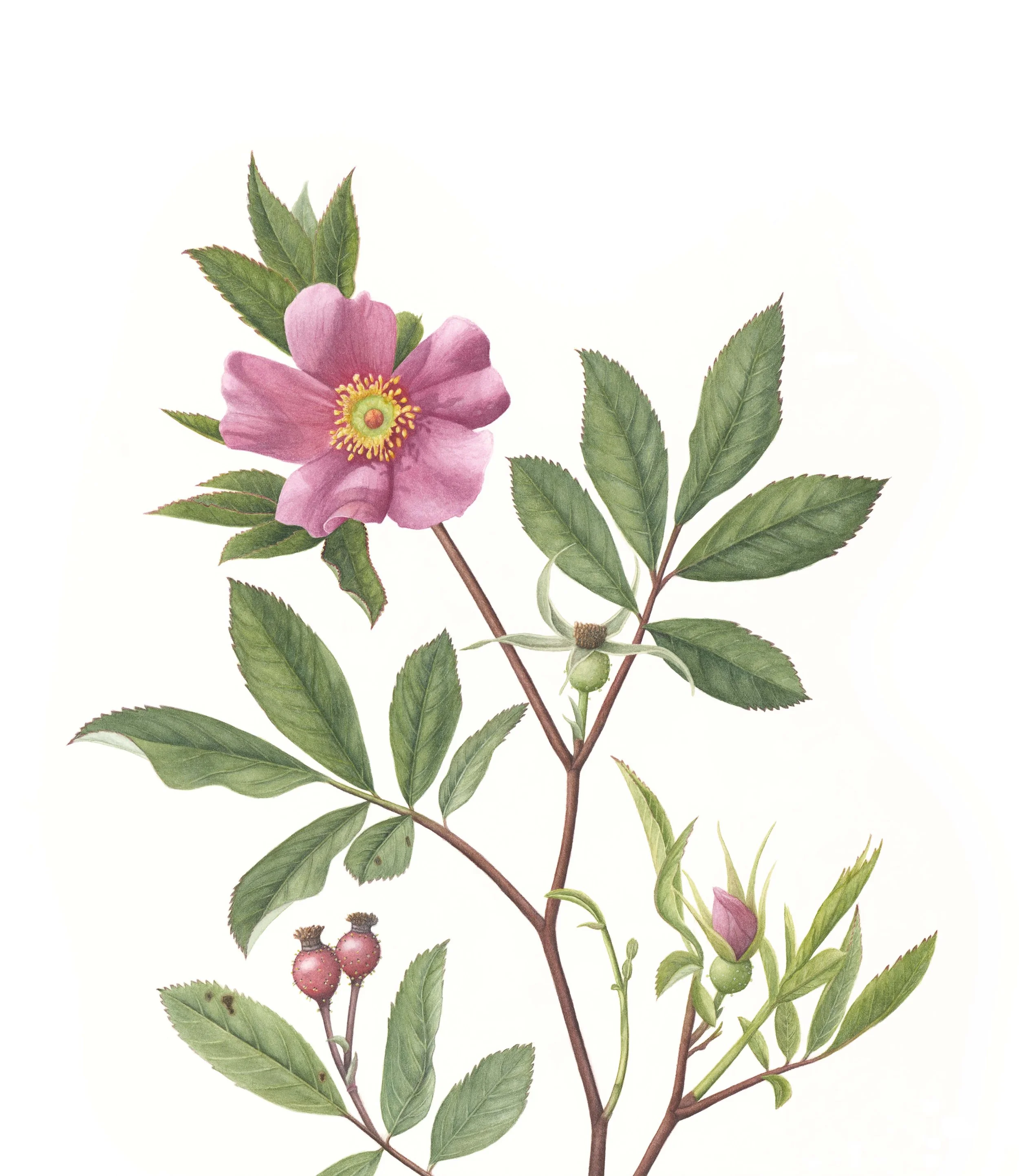 Botanical illustration of a pink wild rose with serrated green leaves, red rose hips, and nearby flowering stems on a white background painted by Bert Liverance