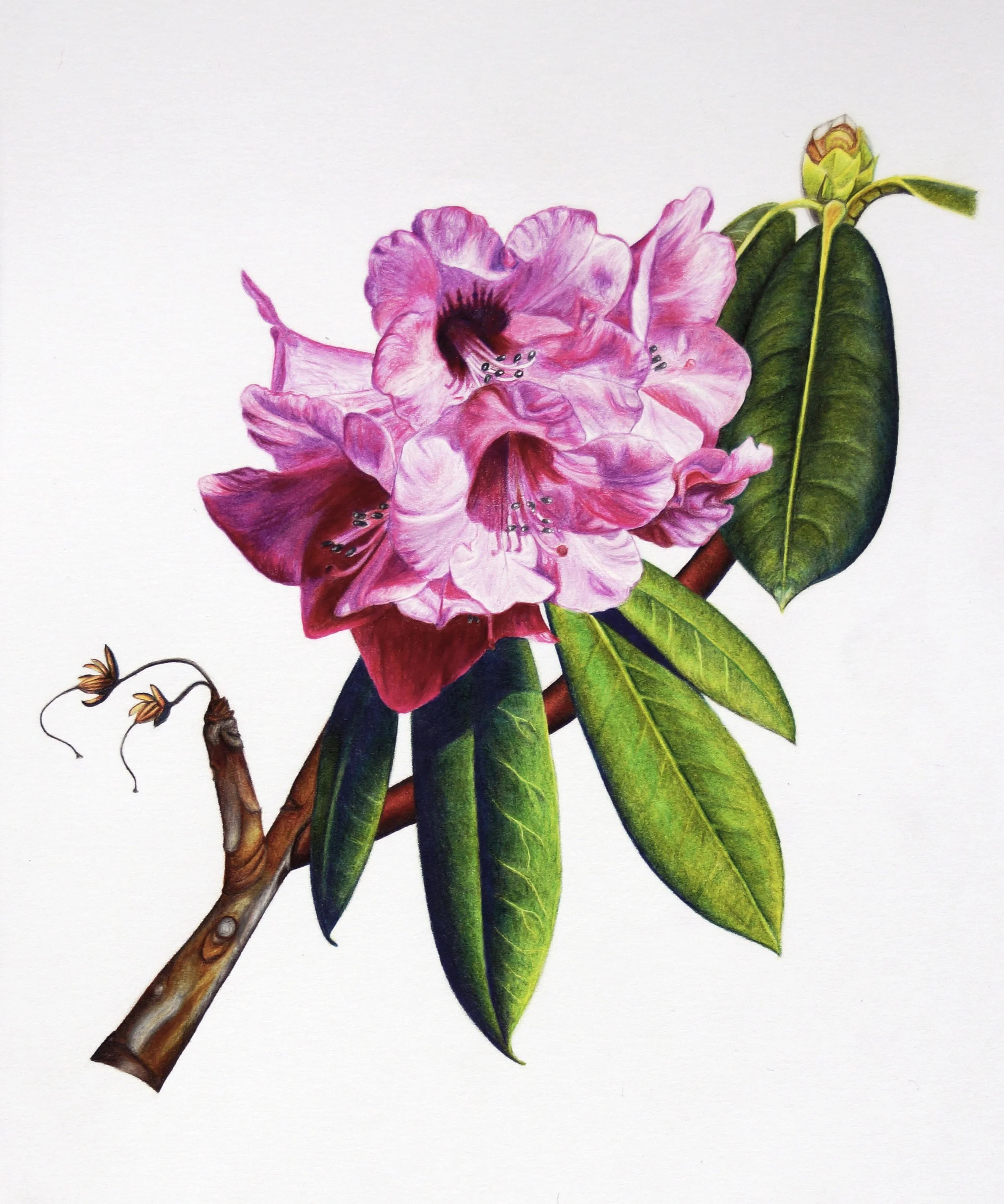 Colored pencil drawing botanical illustration of pink rhododendron flowers, green leaves, and a woody branch on white drawn by Bert Liverance