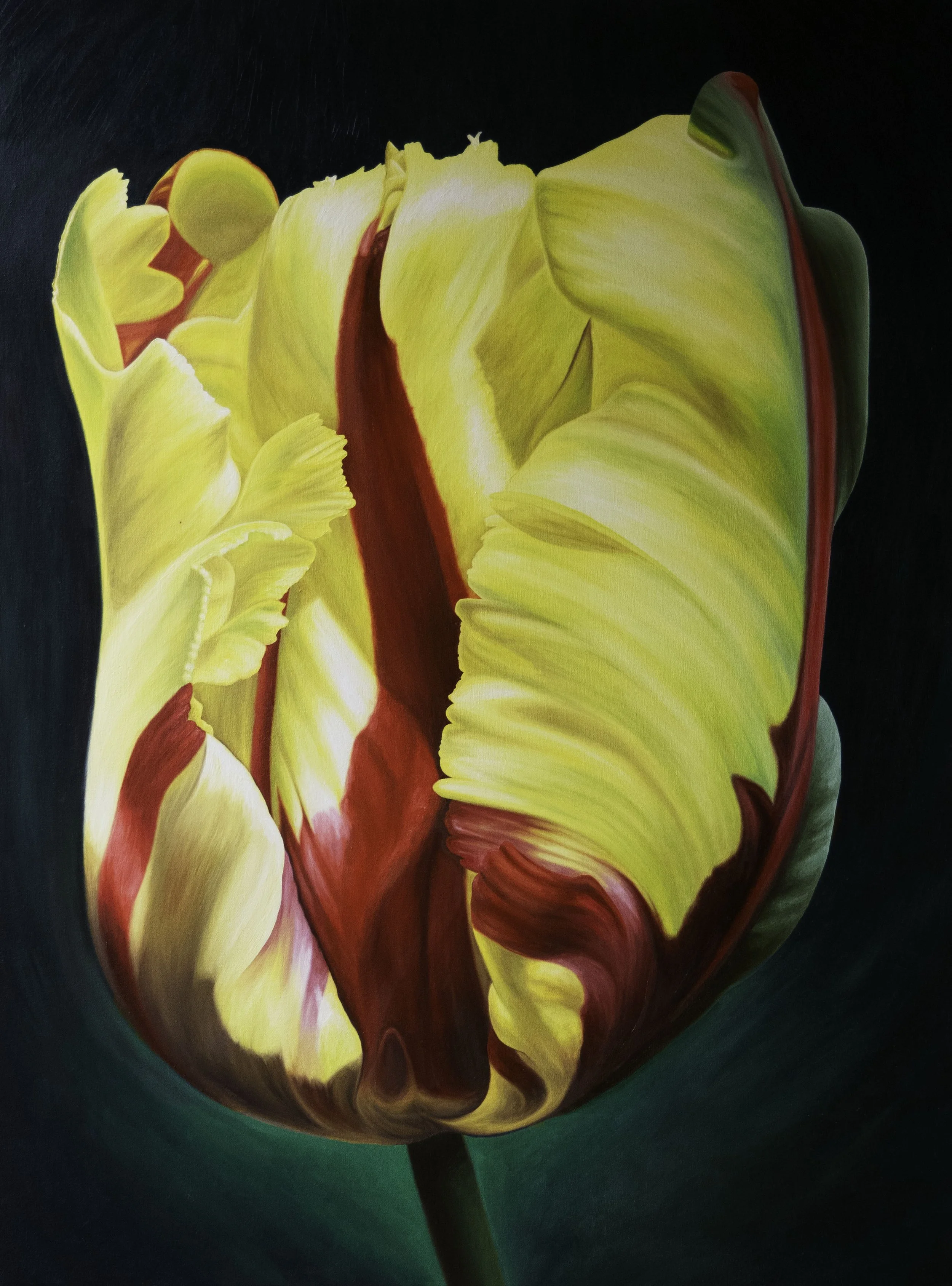 Close-up of a colorful parrot tulip flower with yellow, red, orange, and green petals against a dark background painted by Bert Liverance