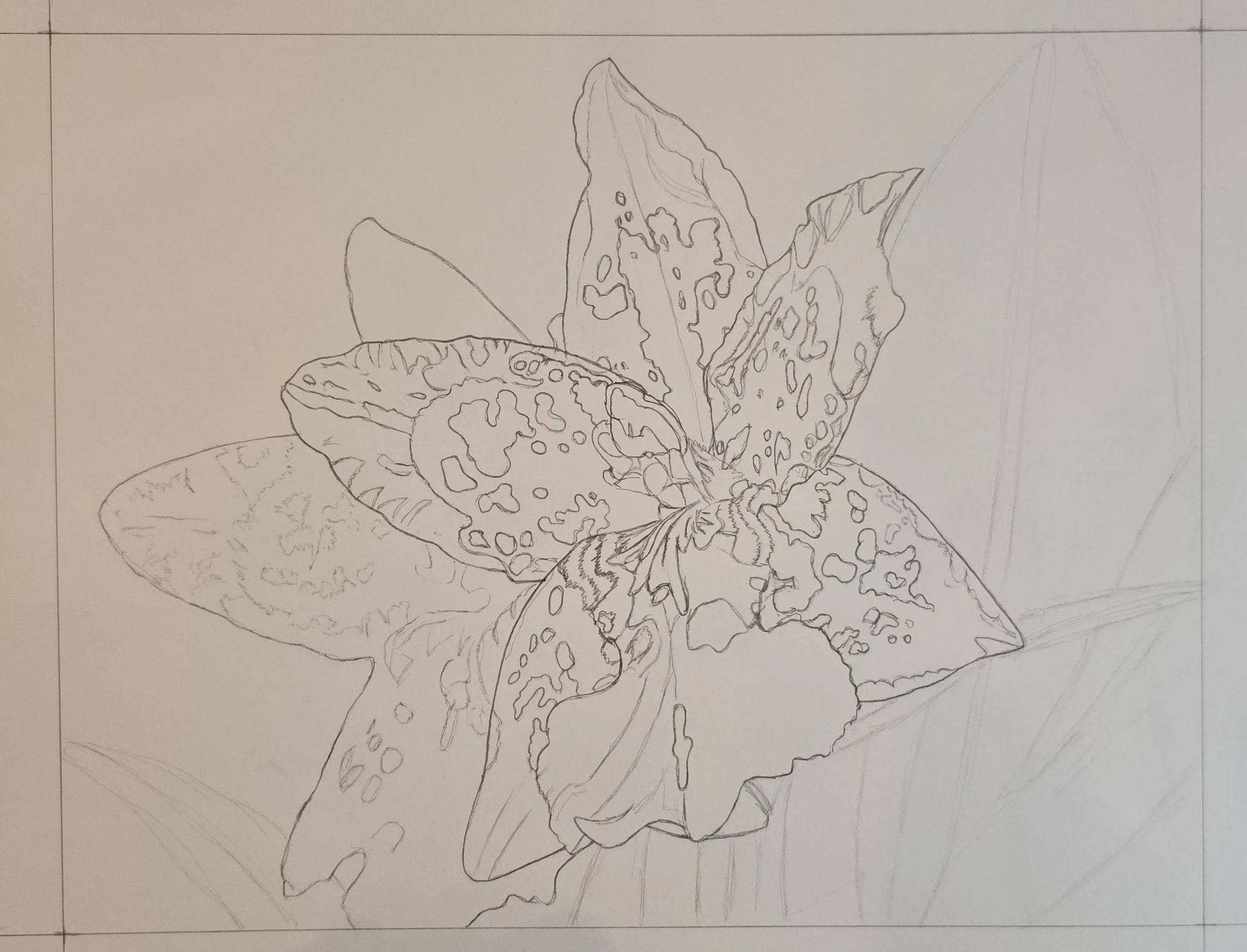 Pencil sketch of an Oncidium orchid of overlapping flowers with patterned petals and leaves designed by Bert Liverance