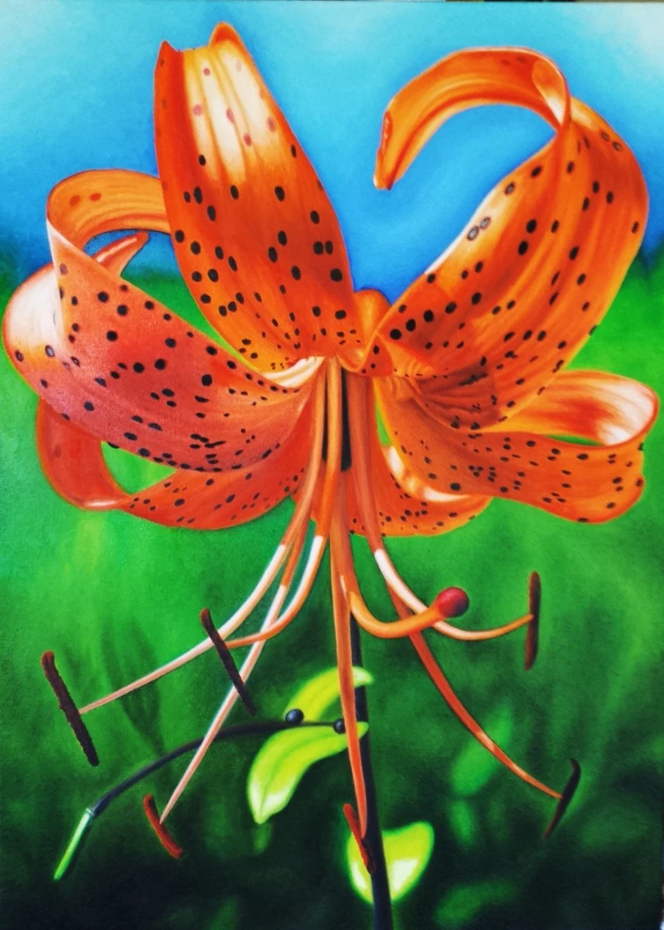 Close-up illustration of a vibrant orange tiger lily with black spots, curved petals, and prominent stamens against a blue and green background painted by Bert Liverance