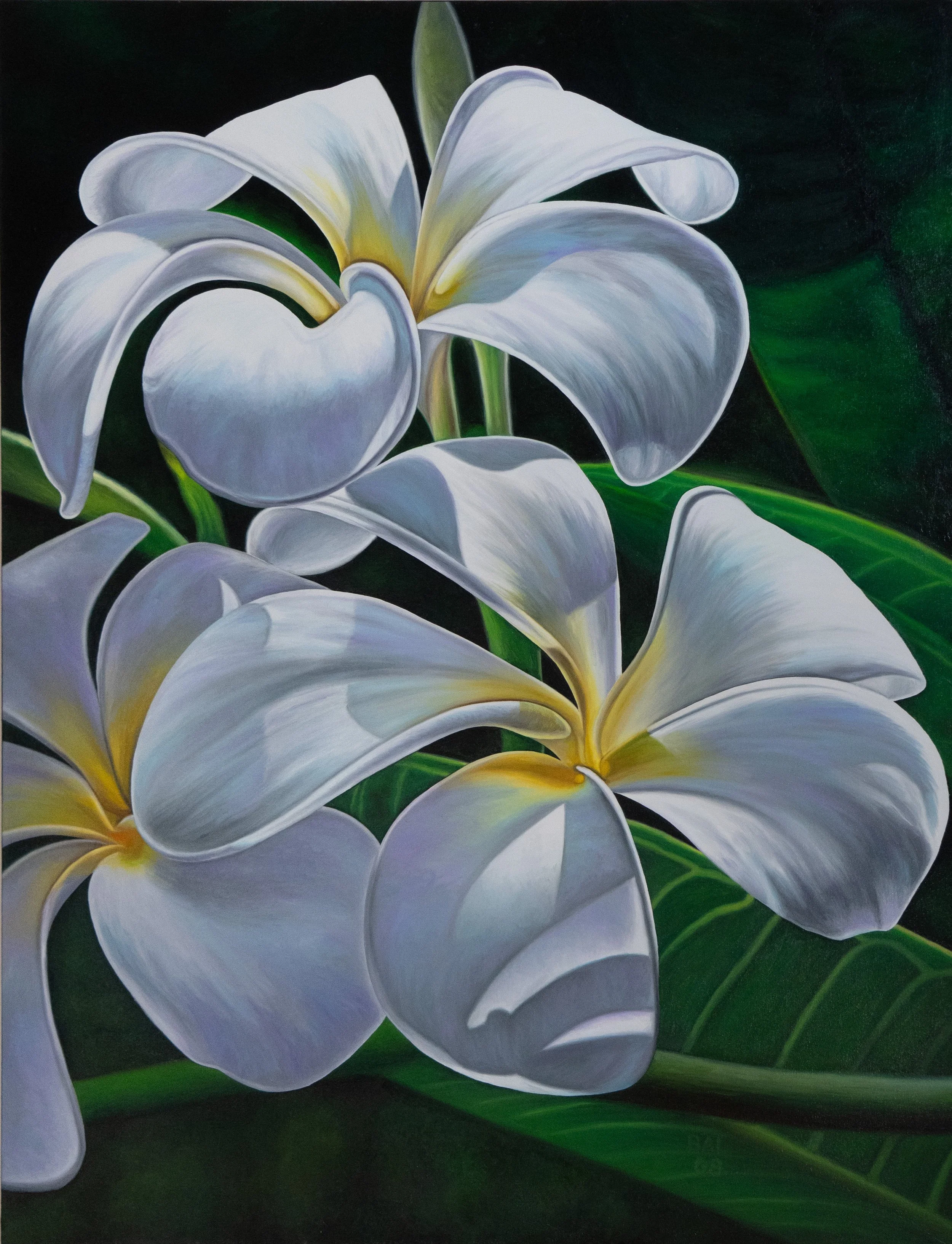 Close-up of white and with yellow centers Frangipani - Plumeria with green leaves against a dark background painted by Bert Liverance