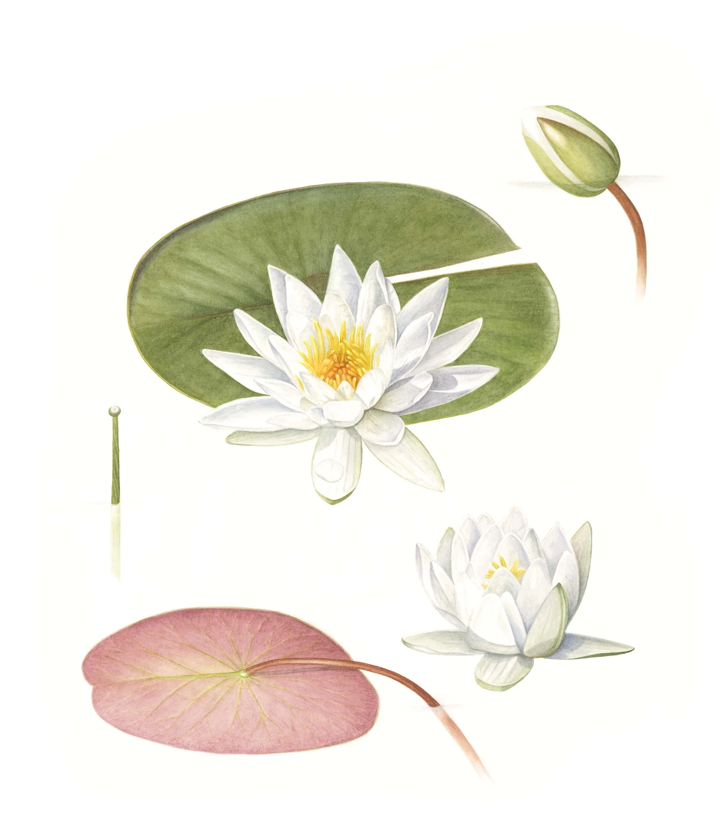 Nymphaea odorata - 15" x 13" - Sold