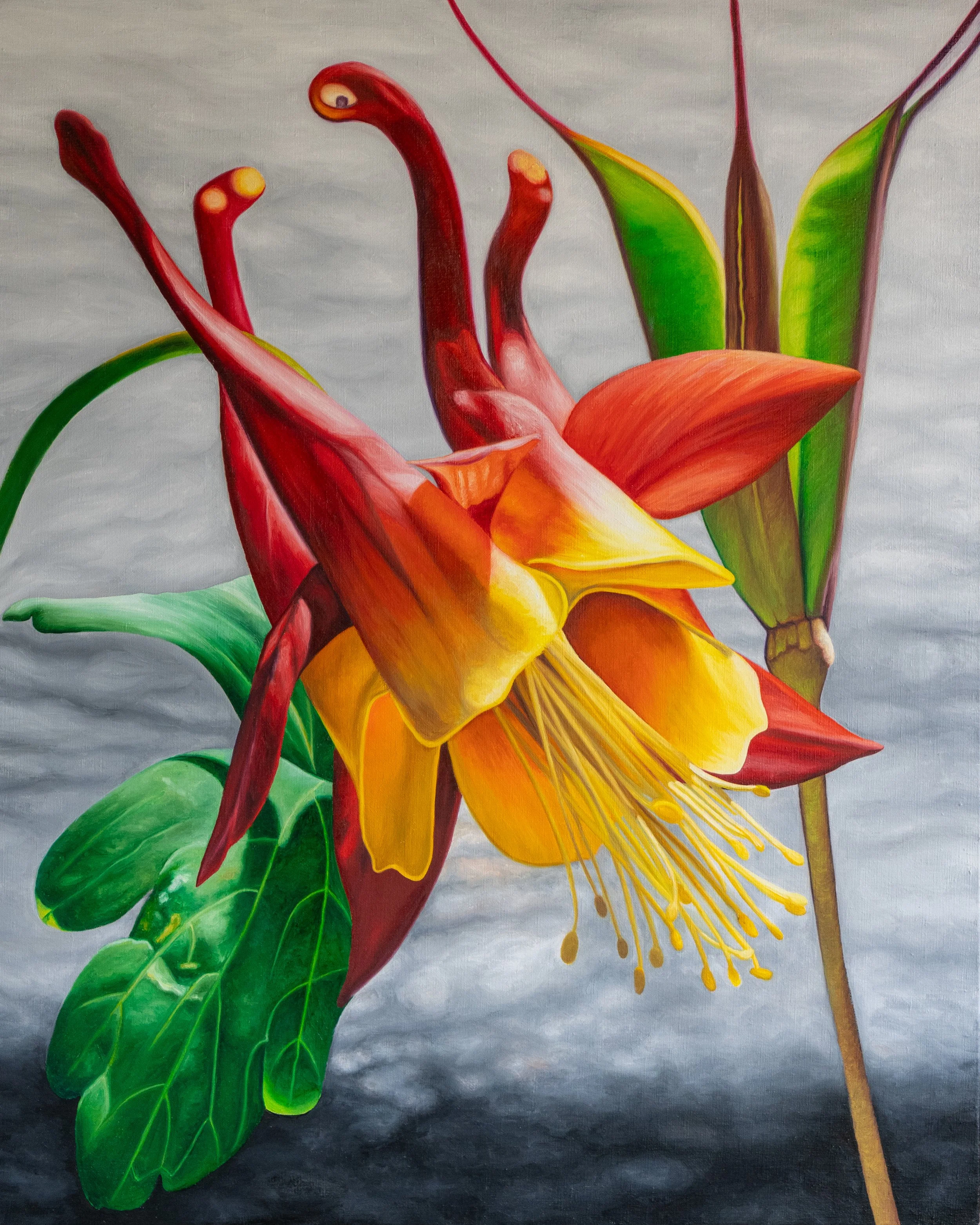 Colorful botanical painting of Canadian Columbine with red, orange, yellow, and green petals and leaves on a gray background painted by Bert Liverance