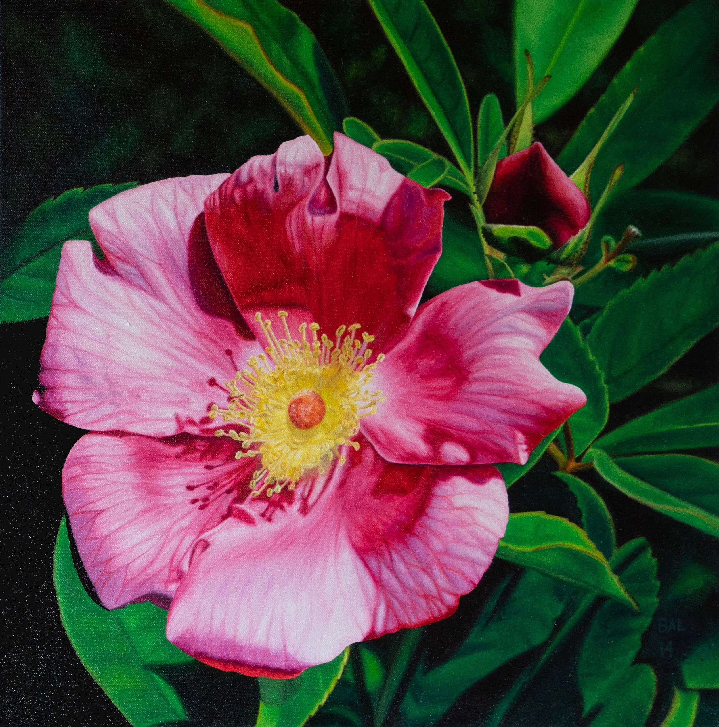 Close-up of a pink wild rose with a yellow center surrounded by green leaves and buds painted by Bert Liverance