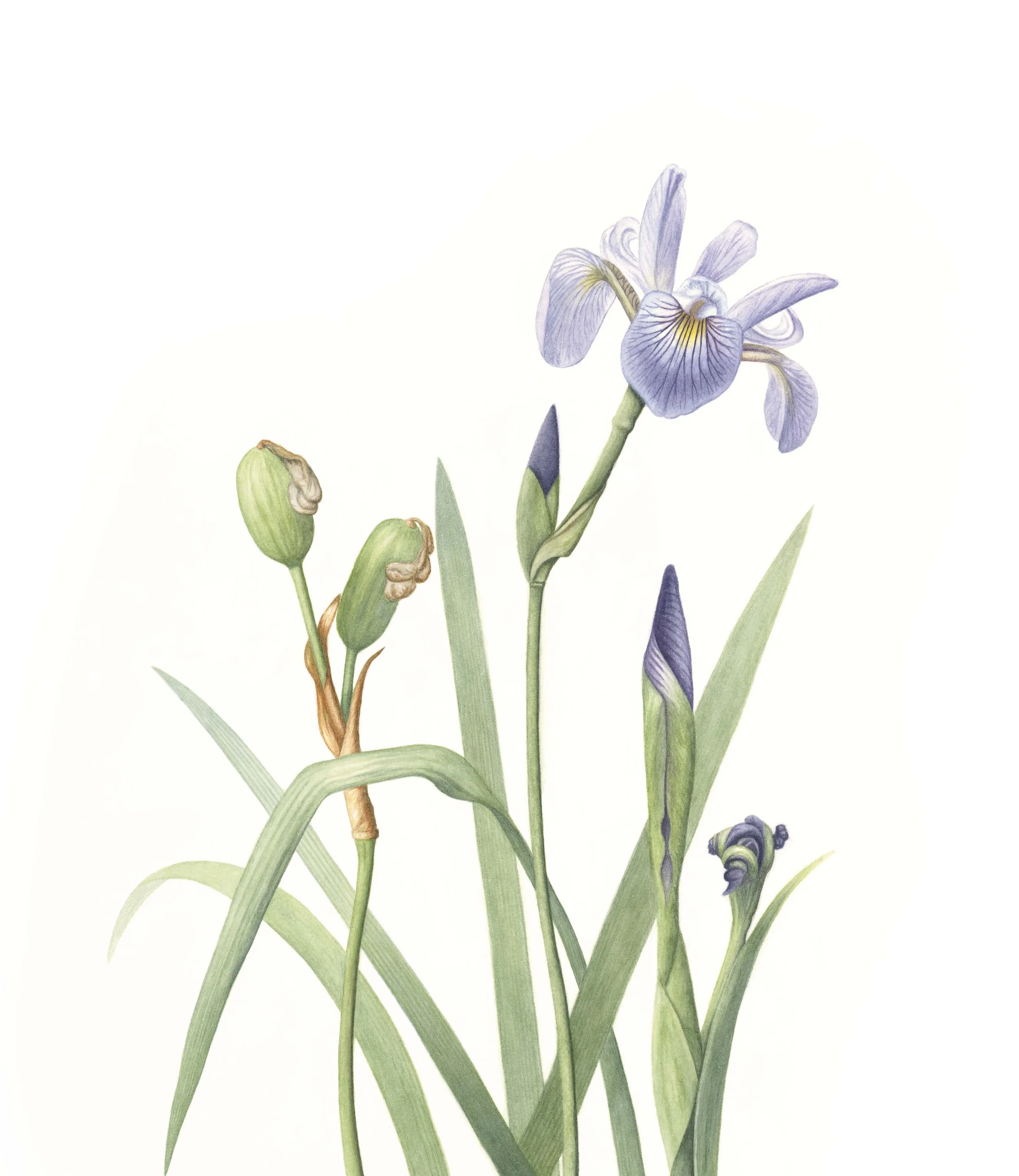 Iris versicolor - 15" x 13" - Sold