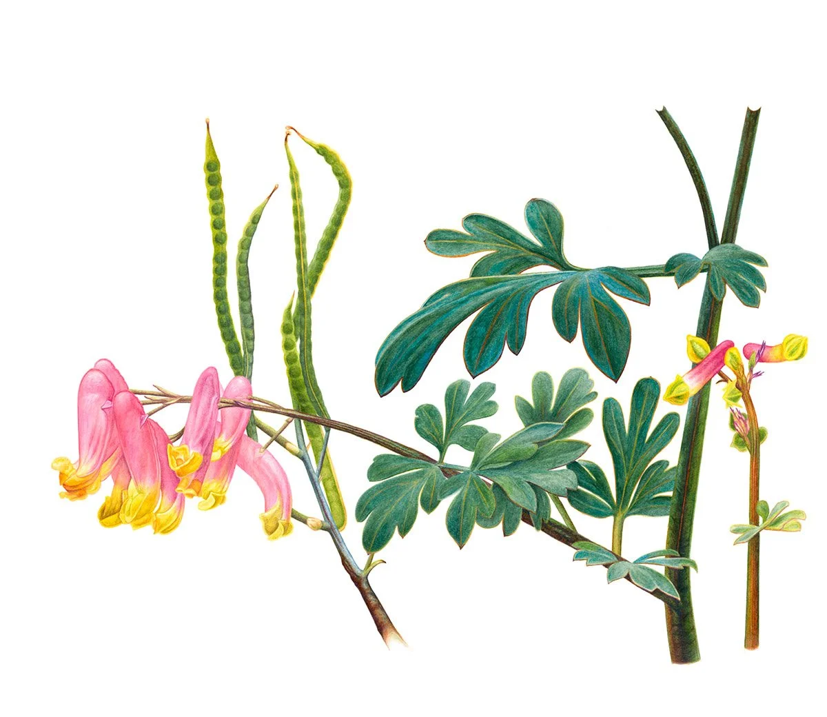 Pale Corydalis - 13"x15" - Sold