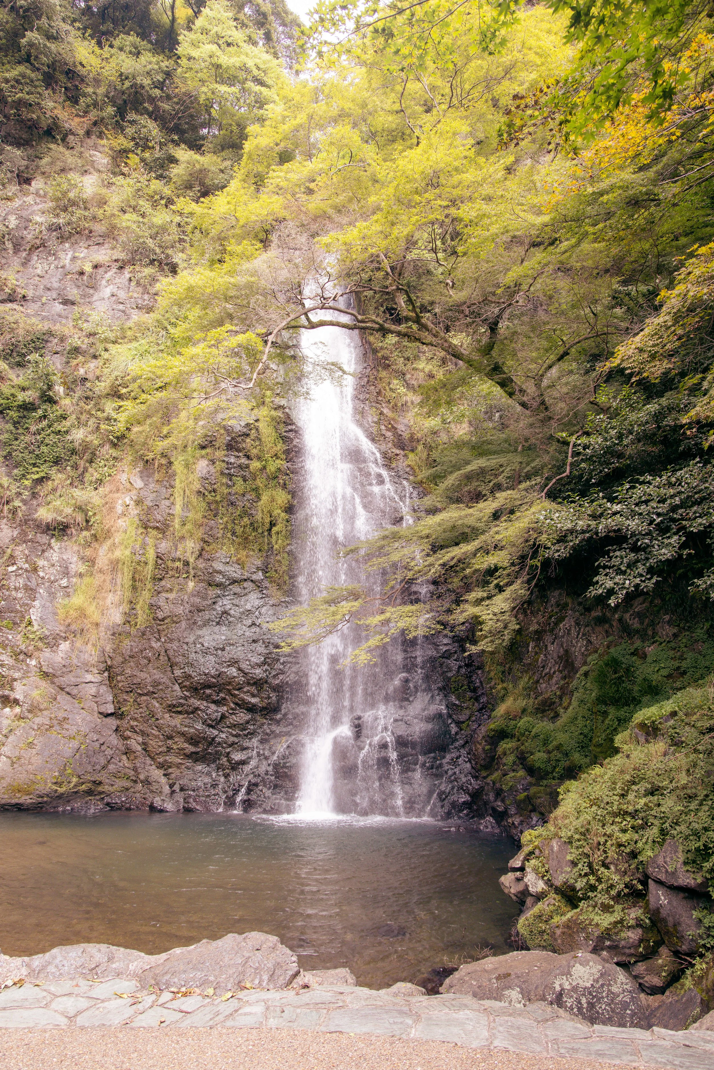 A waterfall cascading down a rocky cliff surrounded by green trees and foliage