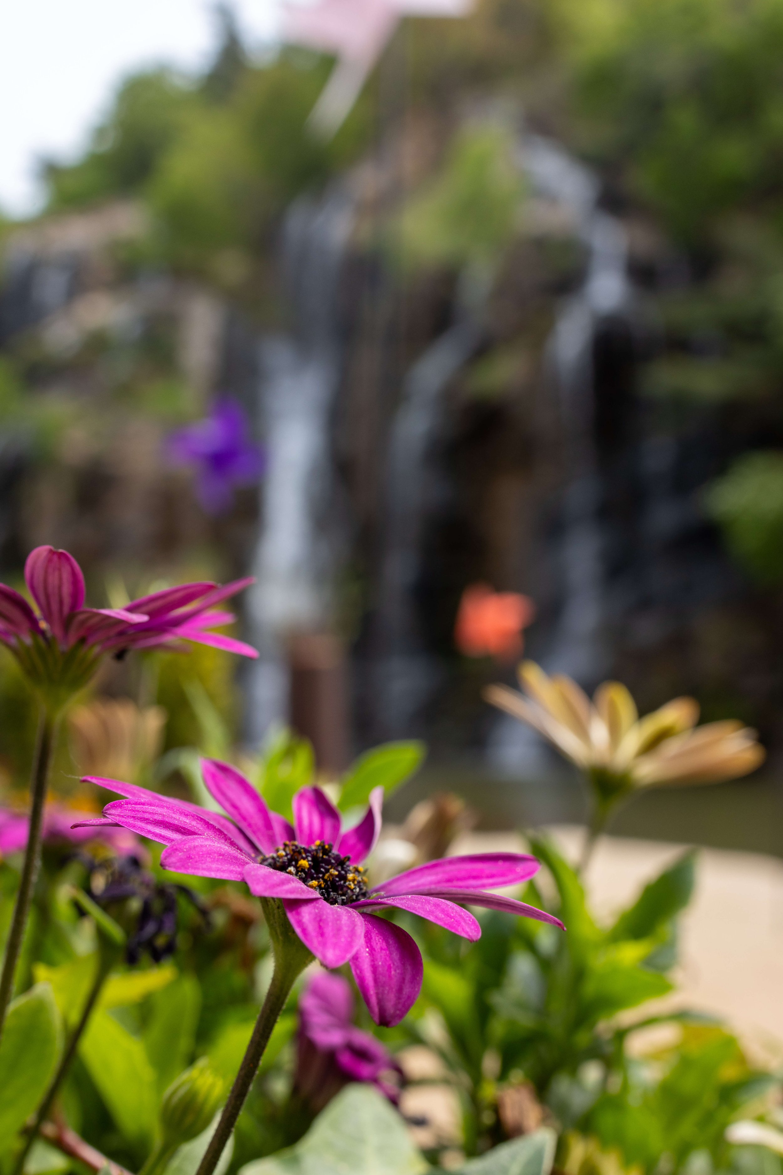 Close-up of vibrant pink and purple flowers in the foreground with a blurred waterfall and lush greenery in the background.