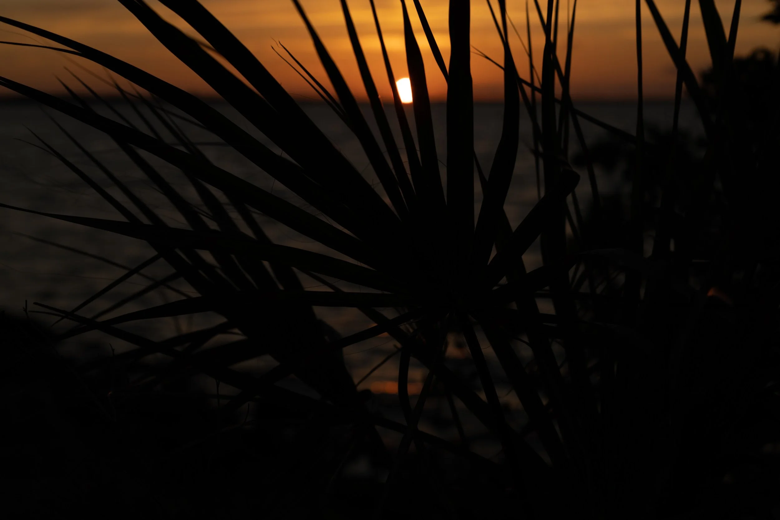 Silhouette of palm tree leaves at sunset over the ocean with a glowing sun in the background.