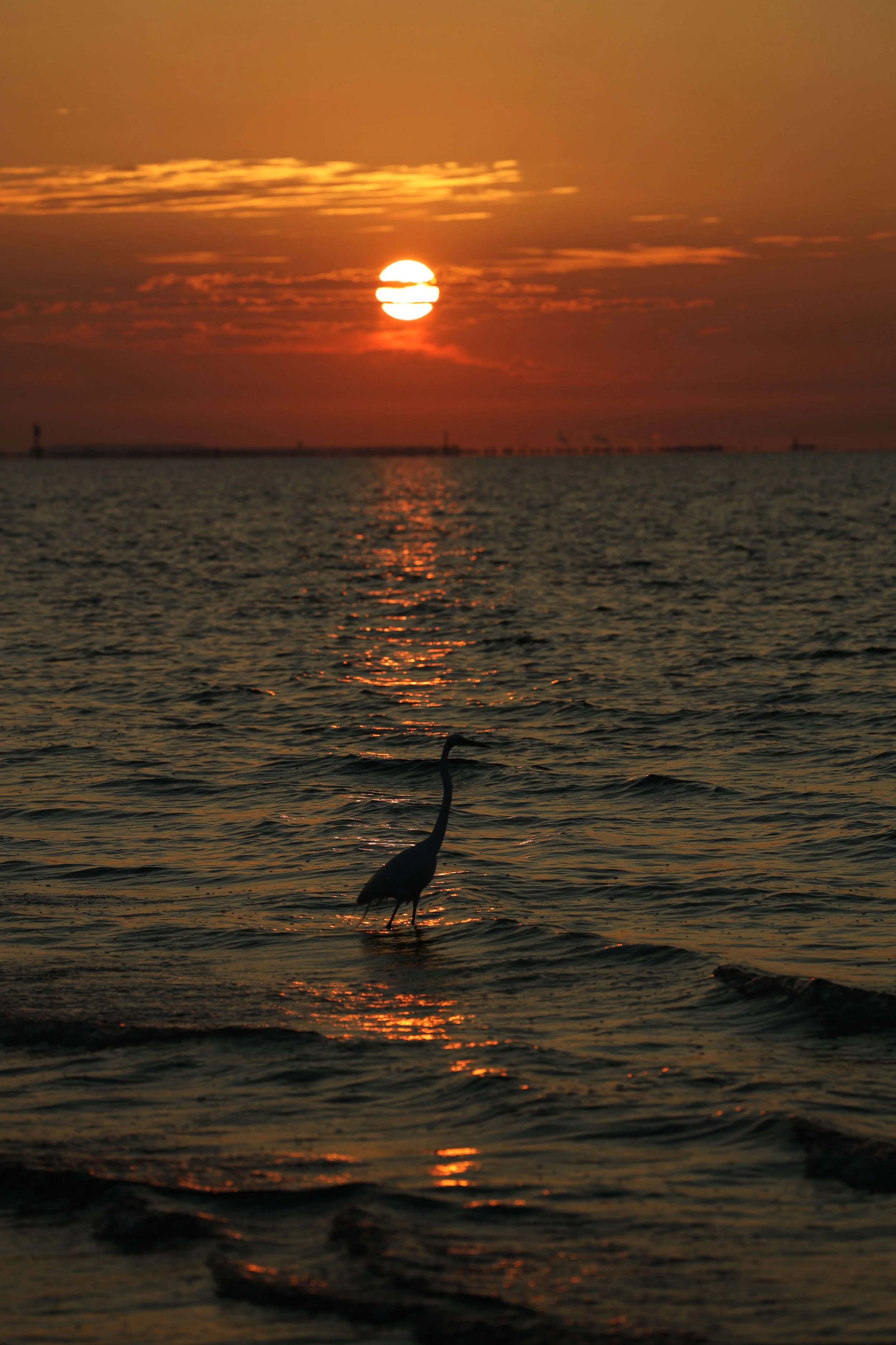 A bird standing in shallow water during sunset, with the sun low on the horizon and creating a reflection on the water. The sky has orange and pink hues with a few clouds.